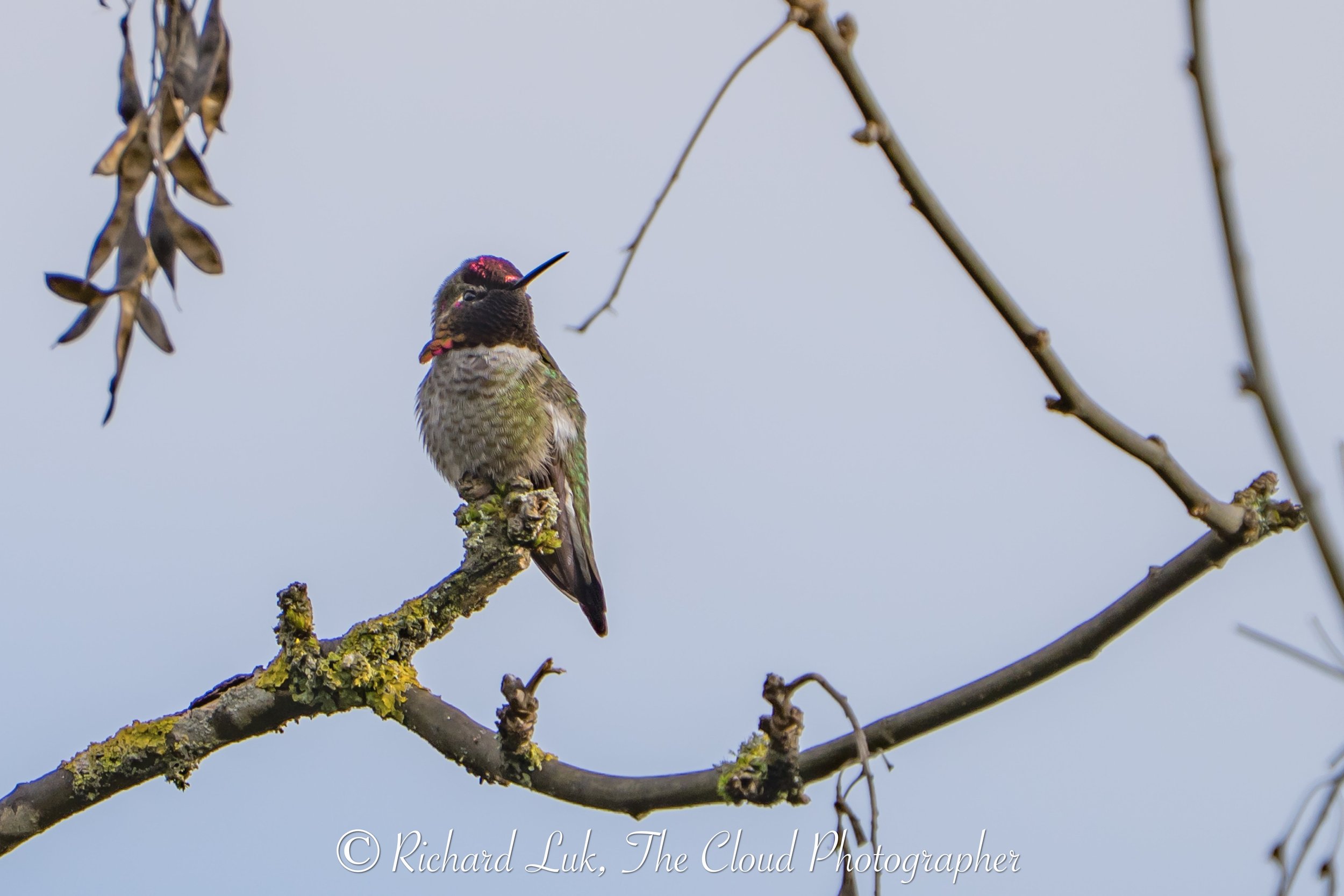 Bird Point Count Survey