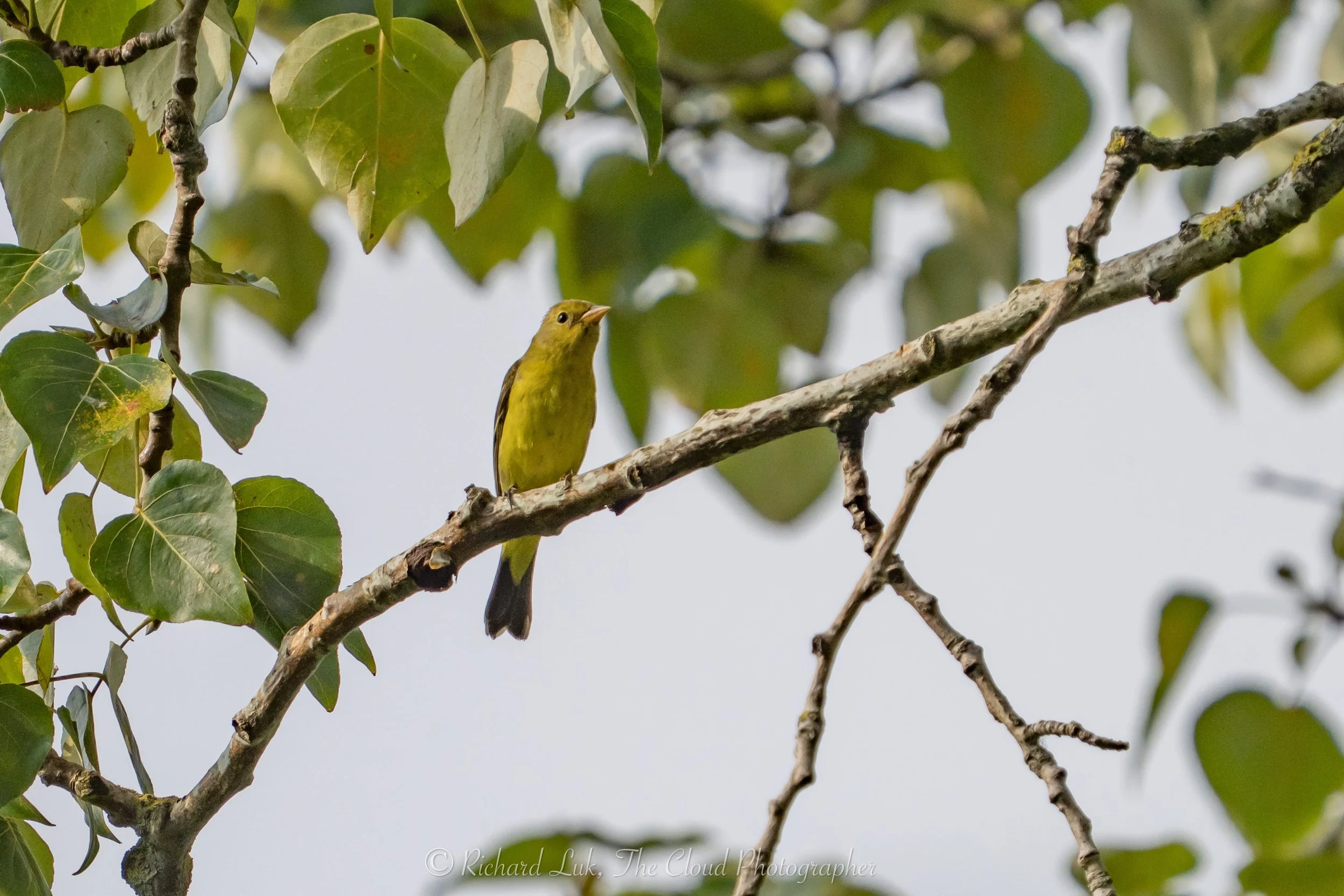 Bird Point Count Survey