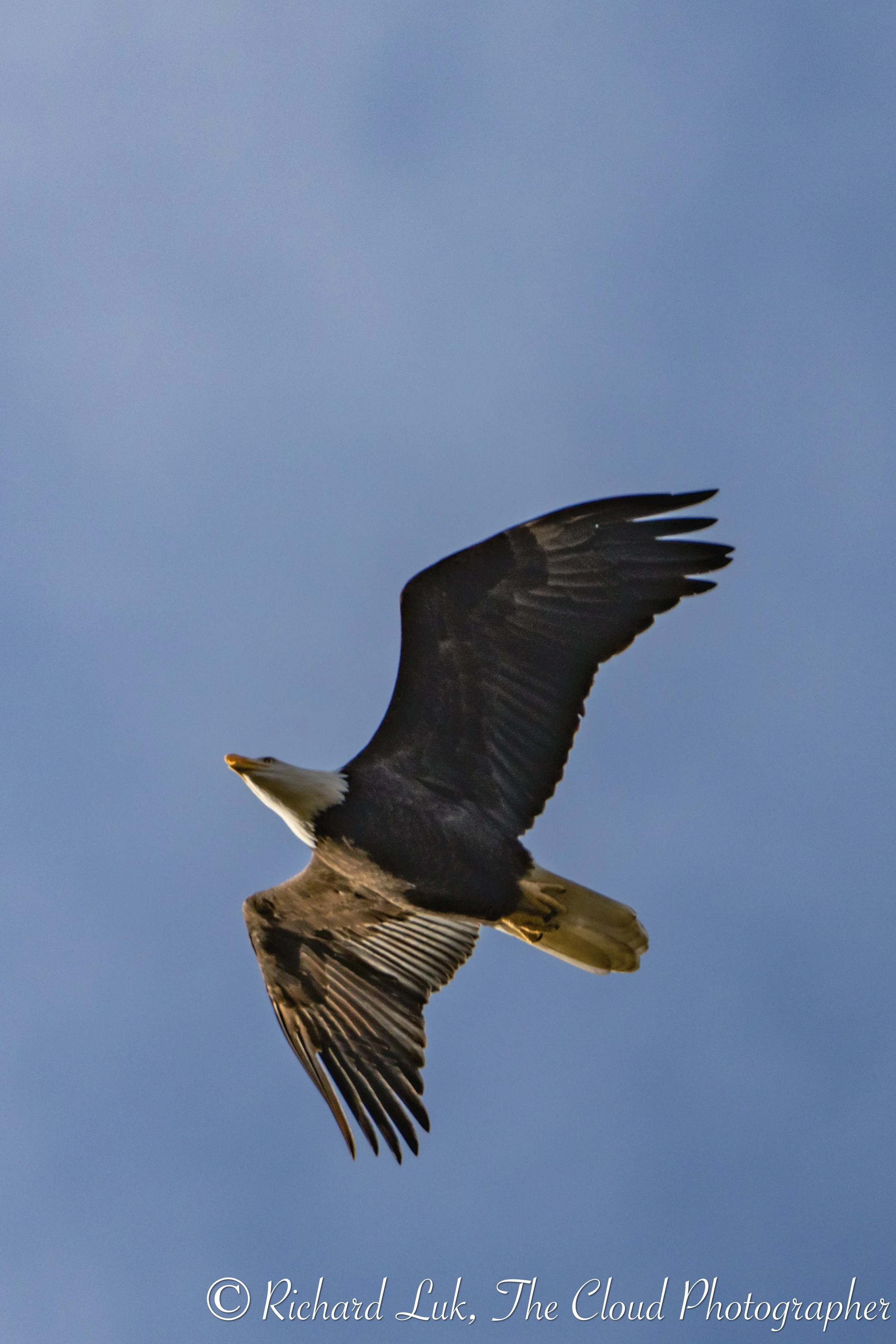 Global Big Day Bird Walk in Champlain Heights