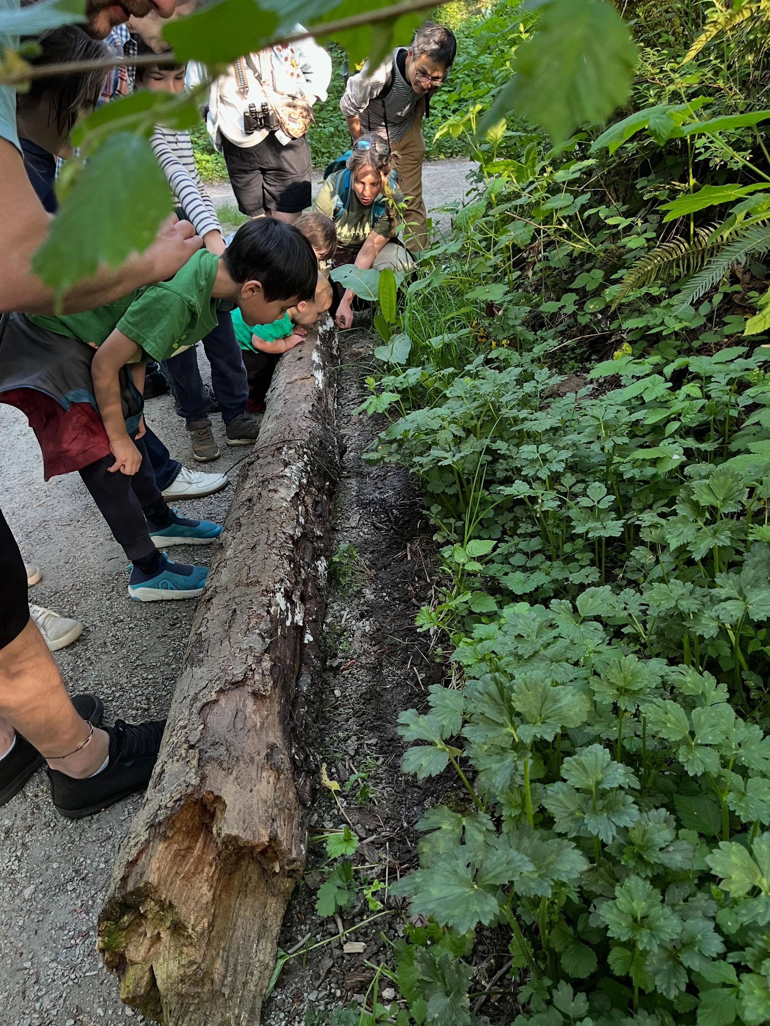 Looking for salamanders at our recent Amphibian Nature Walk led by nature educator Cole!

Missed this one? We have 2 more dates, join us on June 11th or July 2nd to learn about the amphibians we find in Everett Crowley Park!

Link in bio!
