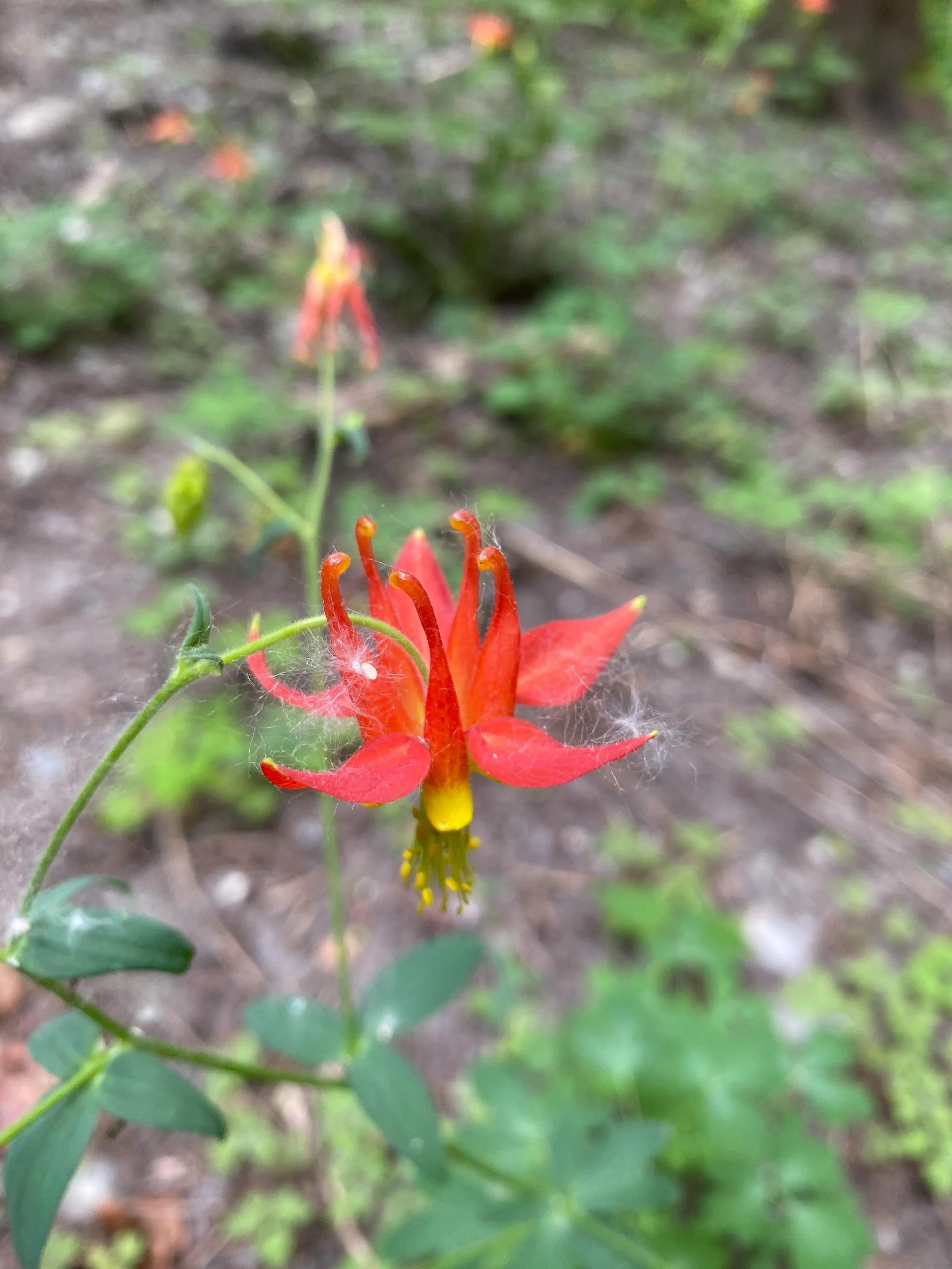 That feeling when the Indigenous plants you planted with your friends come into bloom 🎉

Can you ID any of these?