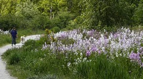 everett-crowley-park-wild-flowers.jpg