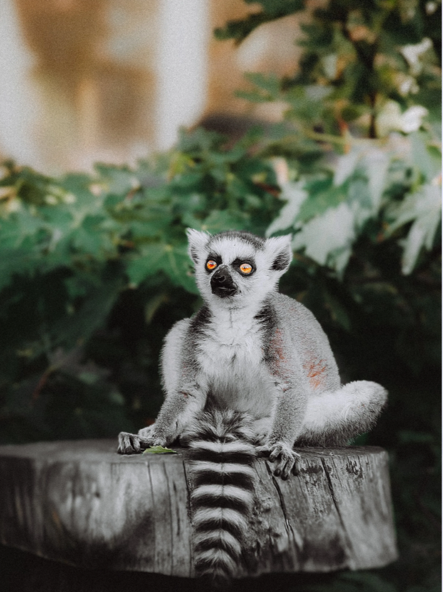 A lemur with white and gray fur and orange eyes sitting on a tree stump surrounded by green leaves.