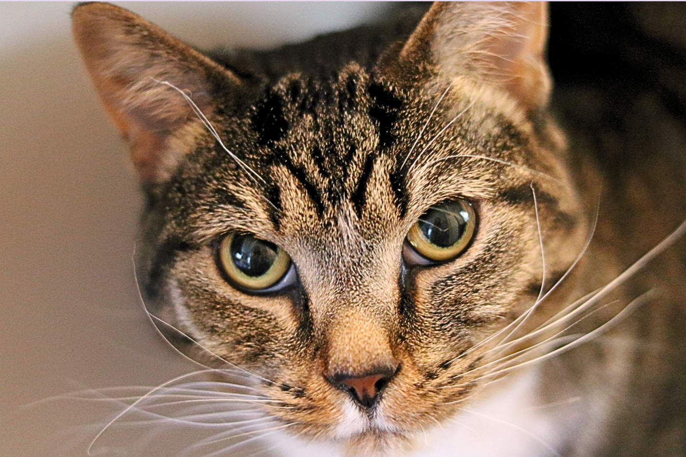 Close-up of a tabby cat's face with green eyes, showing detailed fur pattern and whiskers.