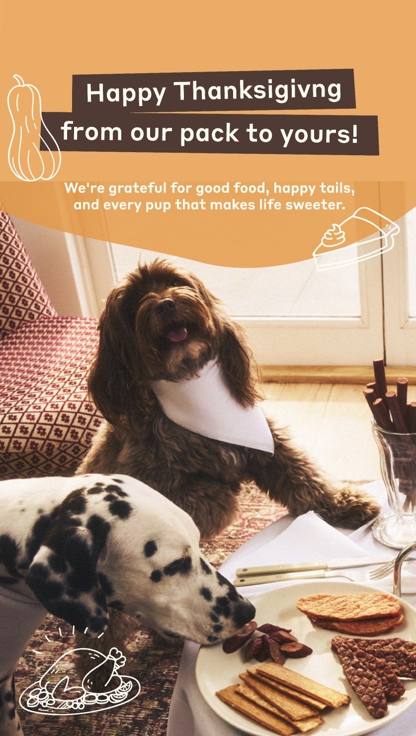 A dog with a white bandana sitting at a Thanksgiving meal table with a Dalmatian dog eating from a plate of dog-friendly food, decorated with pumpkin and autumn-themed items, celebrating Thanksgiving with pets.