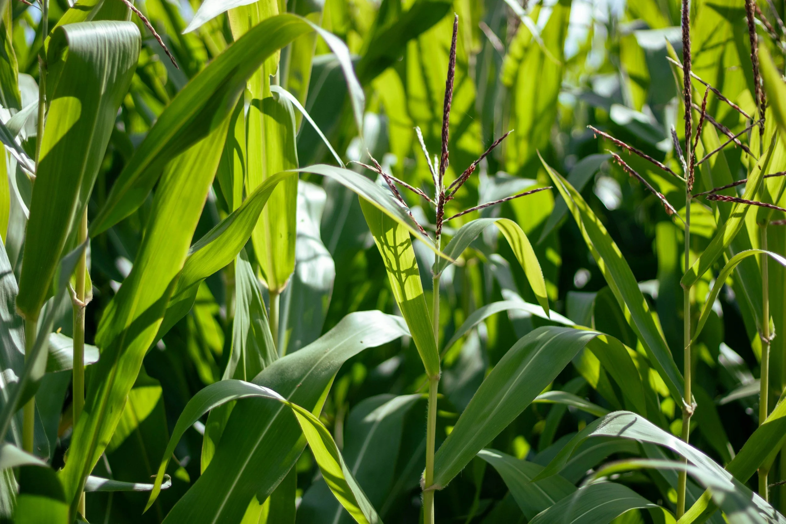 Close-up of green cornfield with mature corn plants and tassels
