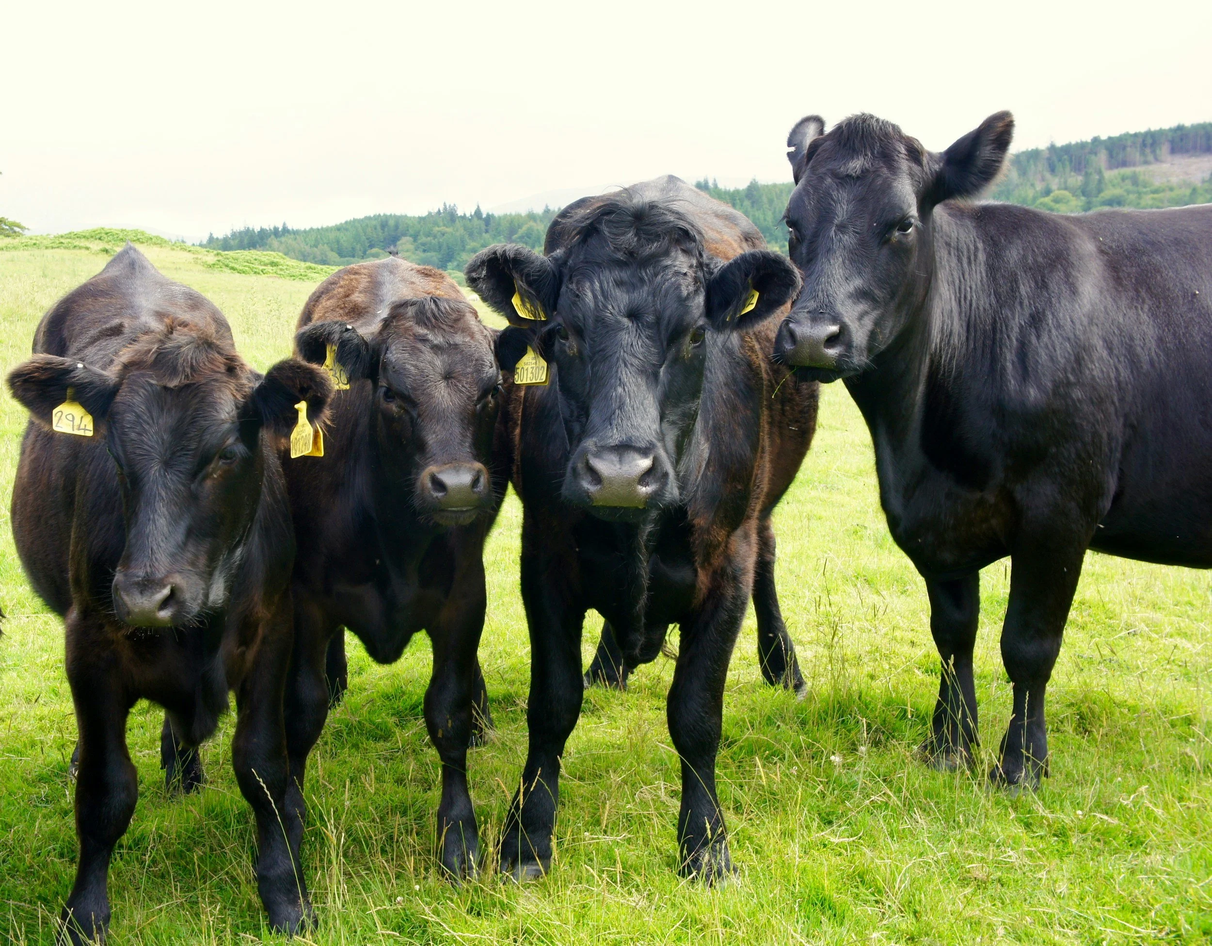 Four black calves standing on a grassy field with a backdrop of trees and hills.