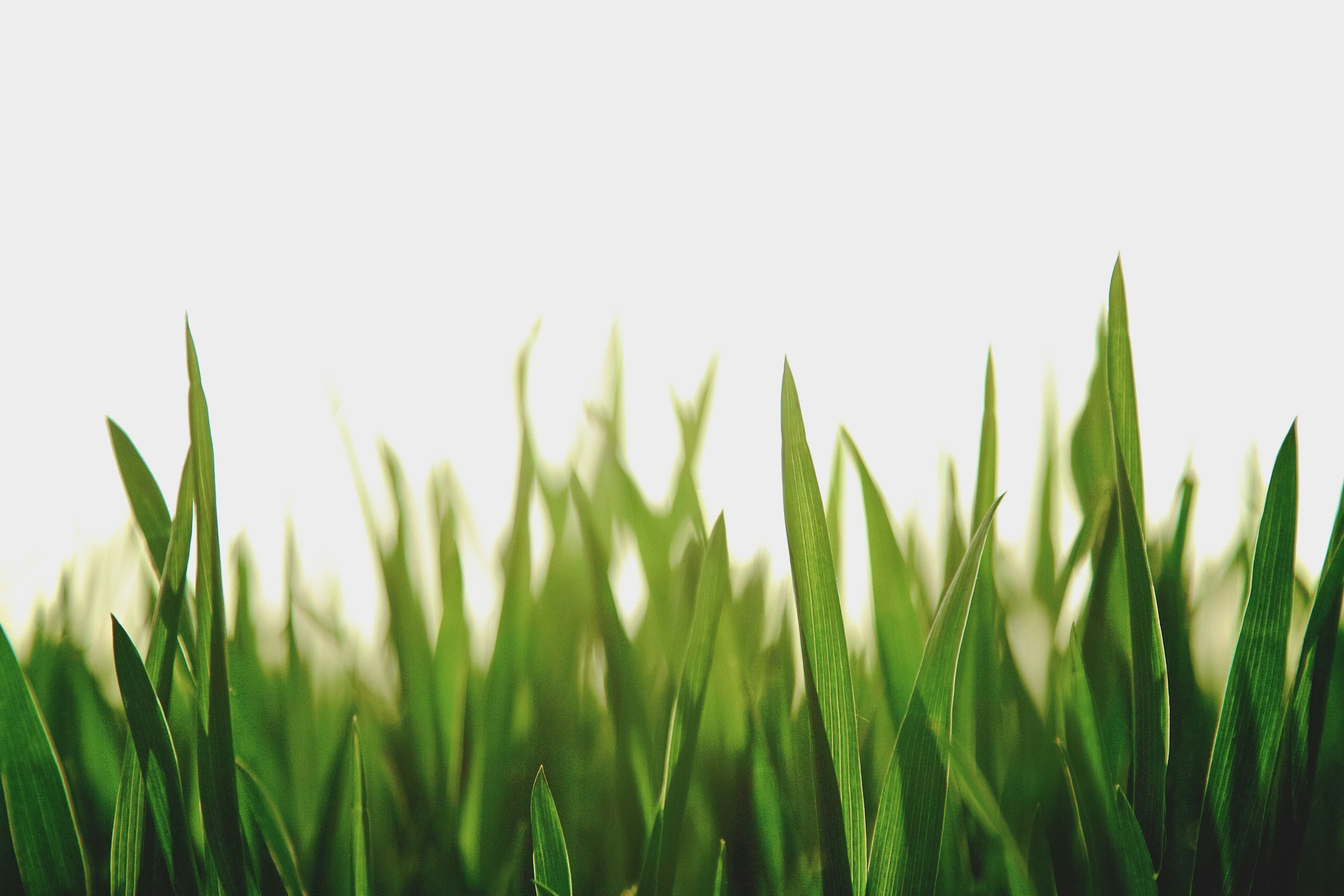 Close-up of green grass blades on a white background.