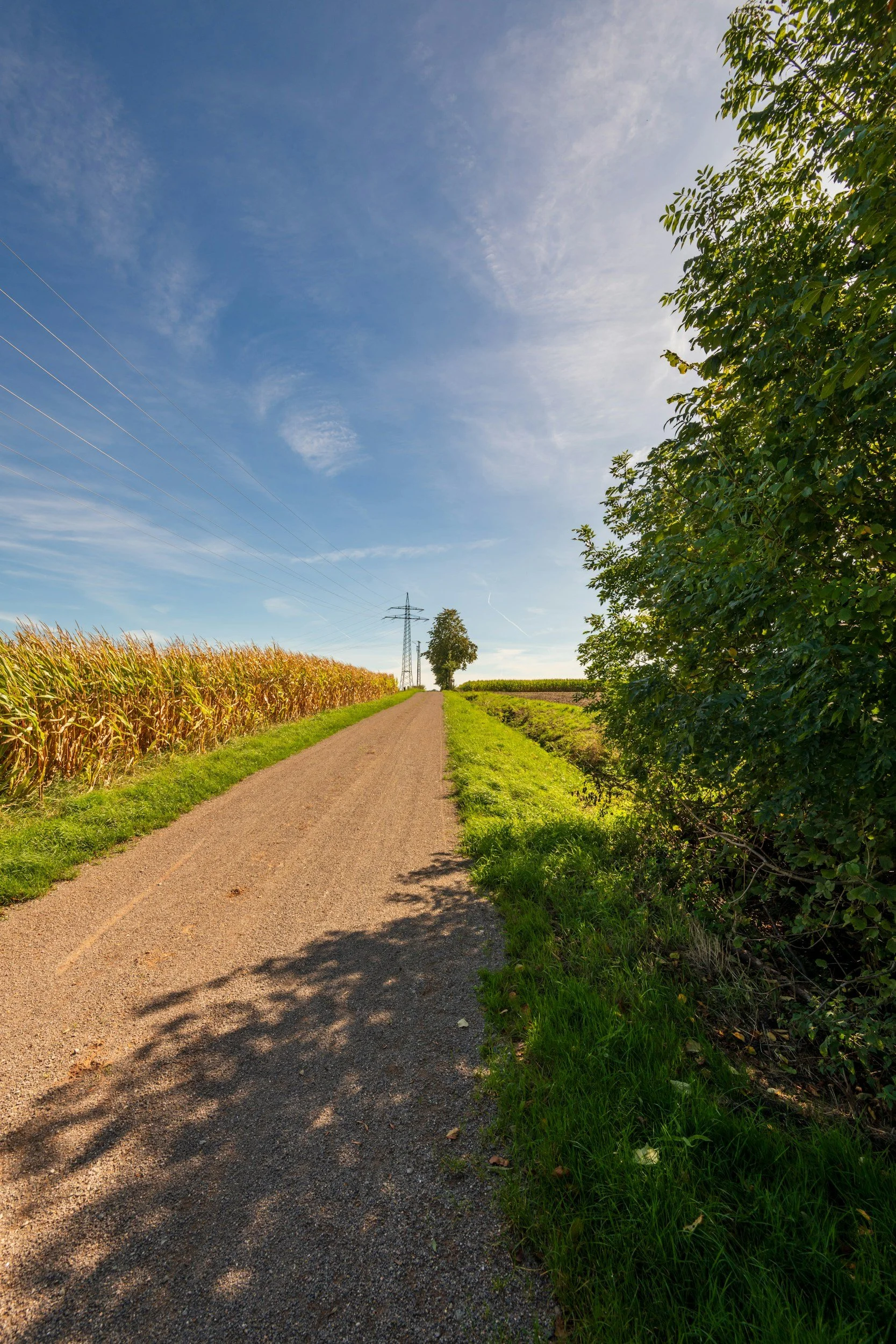 A winding dirt road through a forest with trees.