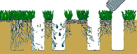 Illustration of grass aeration.