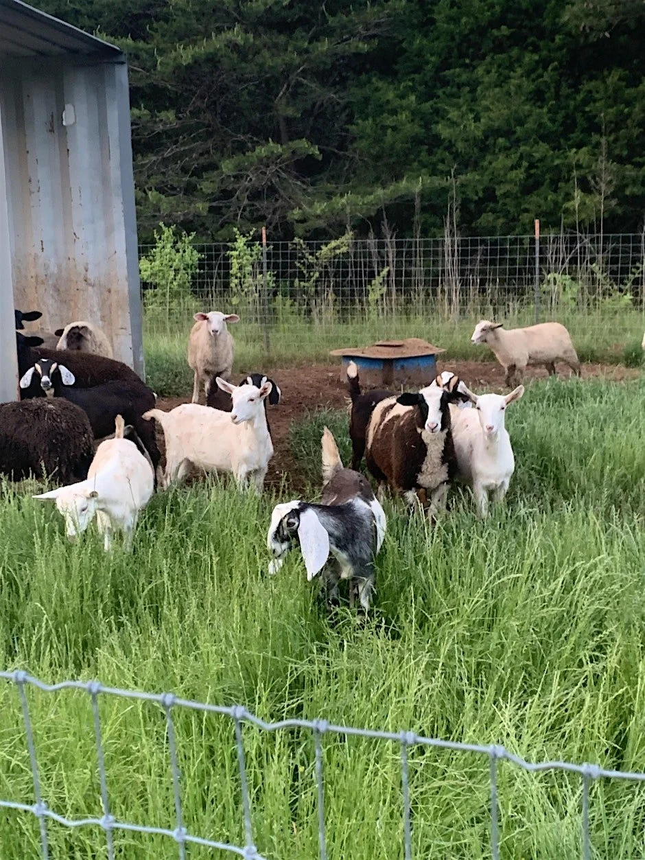 Happy Sheep & Goats with Regenerative Forage Practices