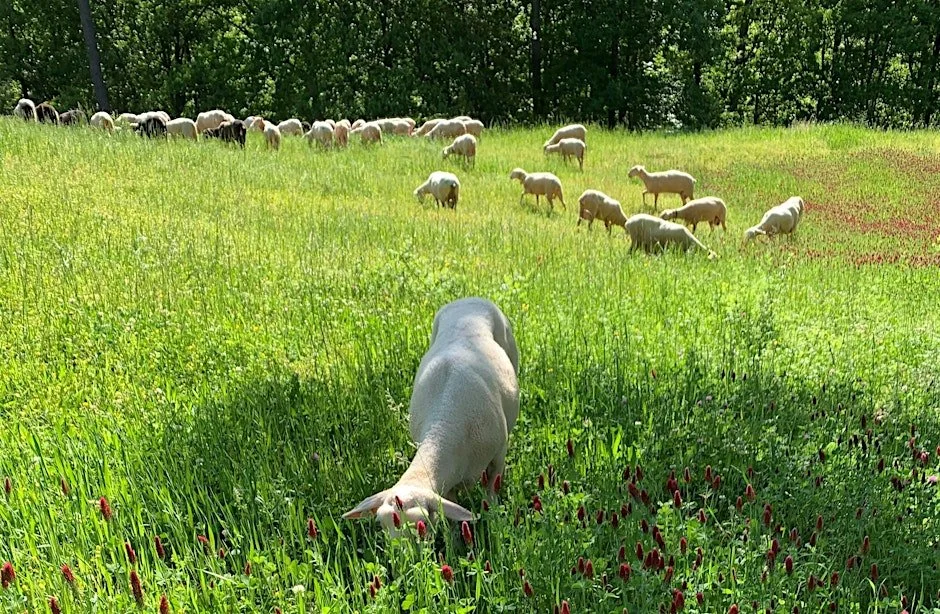 Homesteading 201 Sheep, Goats, and Native Grasses