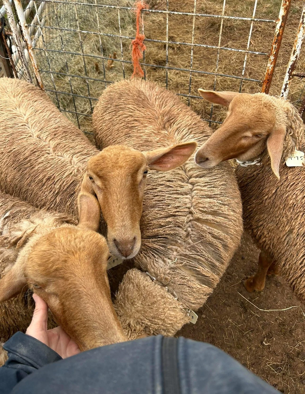 Why Our Sheep Thrive (and Why That Matters to You)