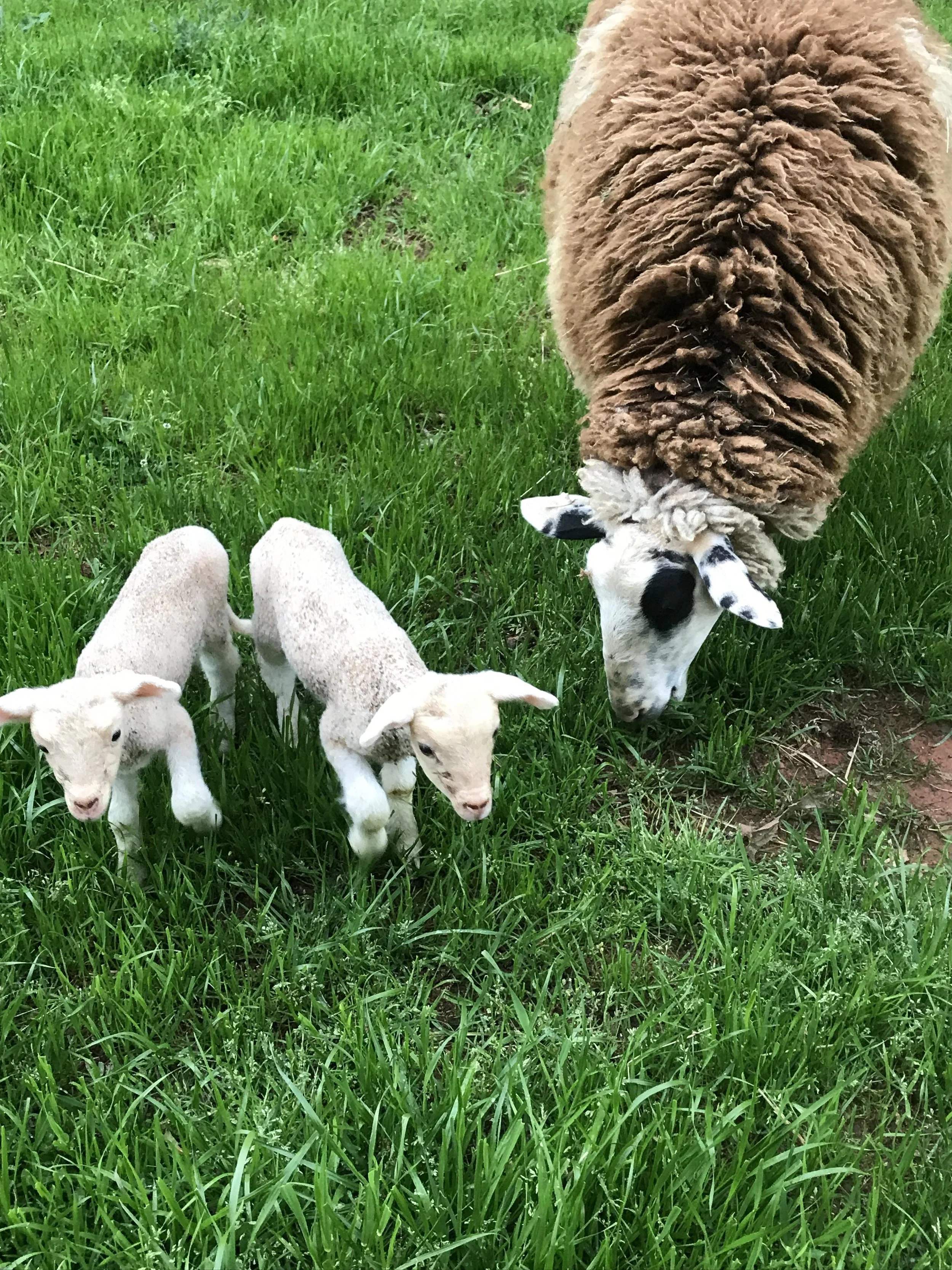Shepherding 101: Hands-On Handling and Care at Whispering Pines Dairy
