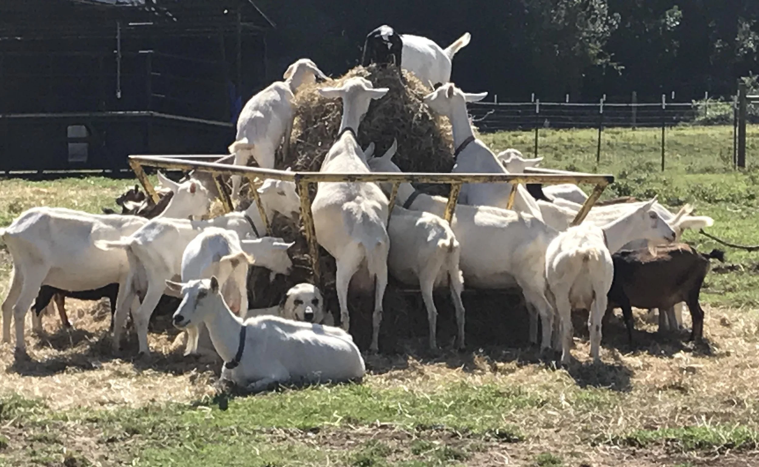 Shepherding 201: Hands-On Pets to Production at Whispering Pines Dairy