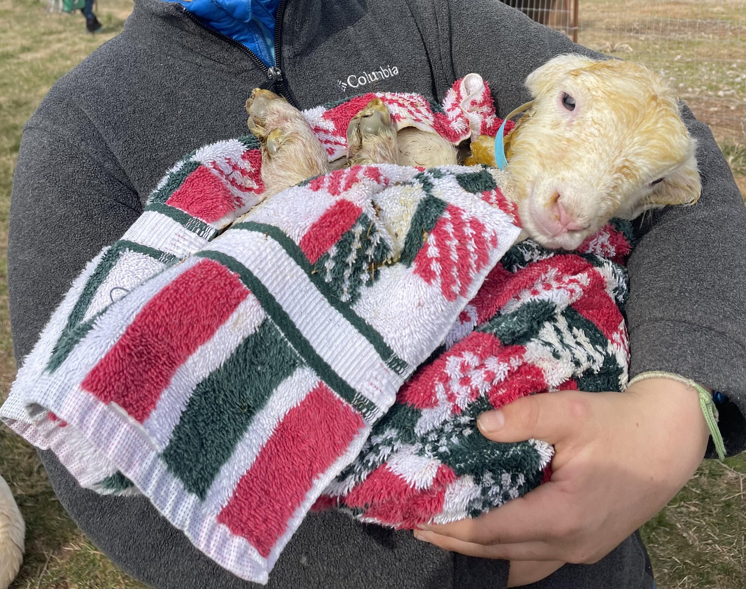 Person holding a baby goat wrapped in a red, white, and green towel outside.
