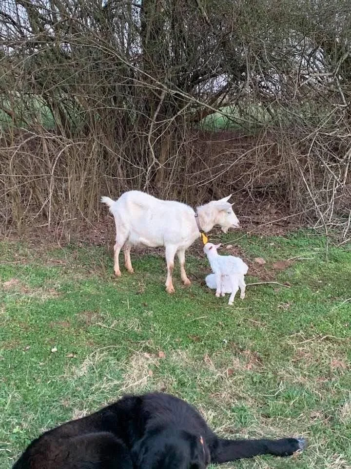 A goat and a baby goat standing near dried bushes, with a black dog lying on the grass in the foreground.