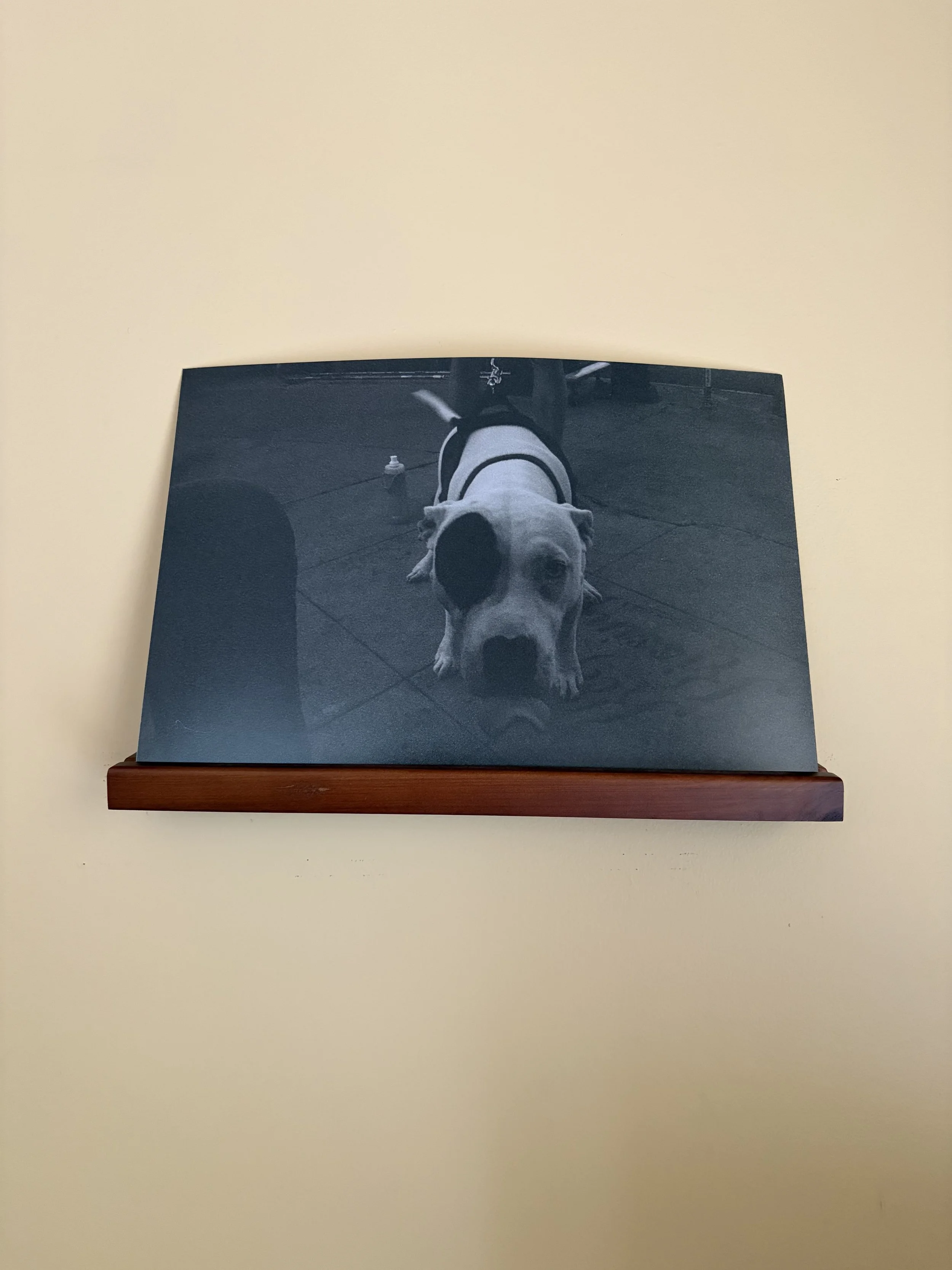 dog in los angeles - 8" x 12"