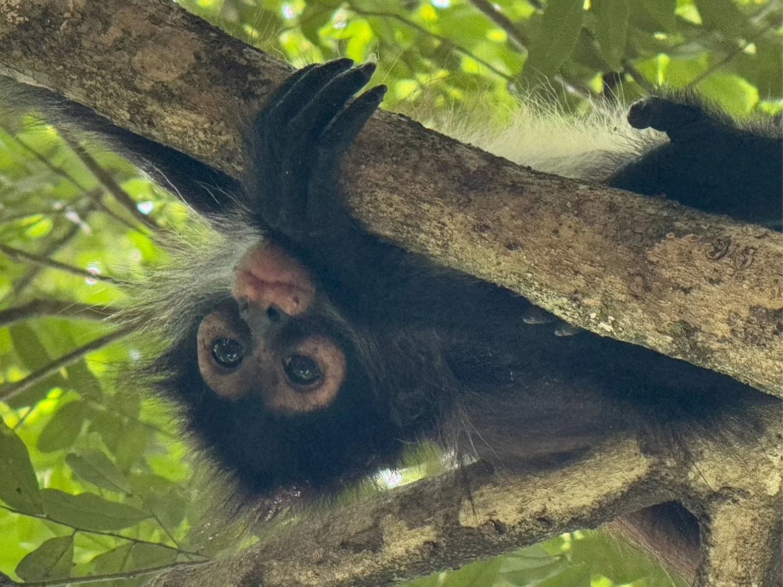A monkey hanging upside down from a tree branch with wide eyes, surrounded by green foliage in Mexico.