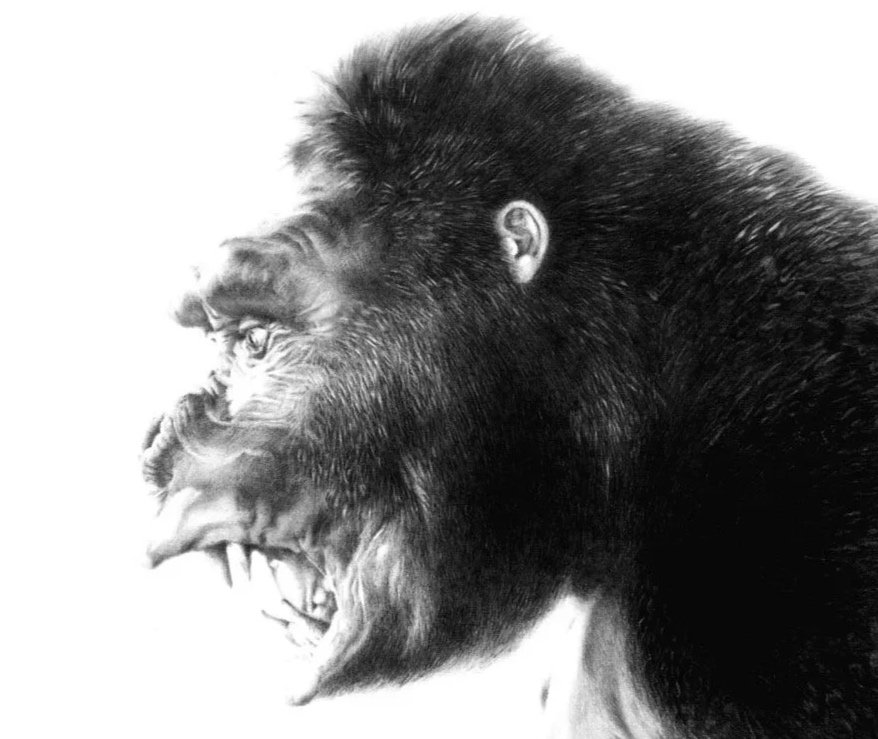 KONG%2BDrawing.jpg