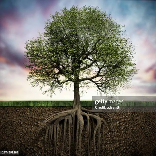A large deciduous tree with abundant green leaves, shown in cross-section with roots extending underground.