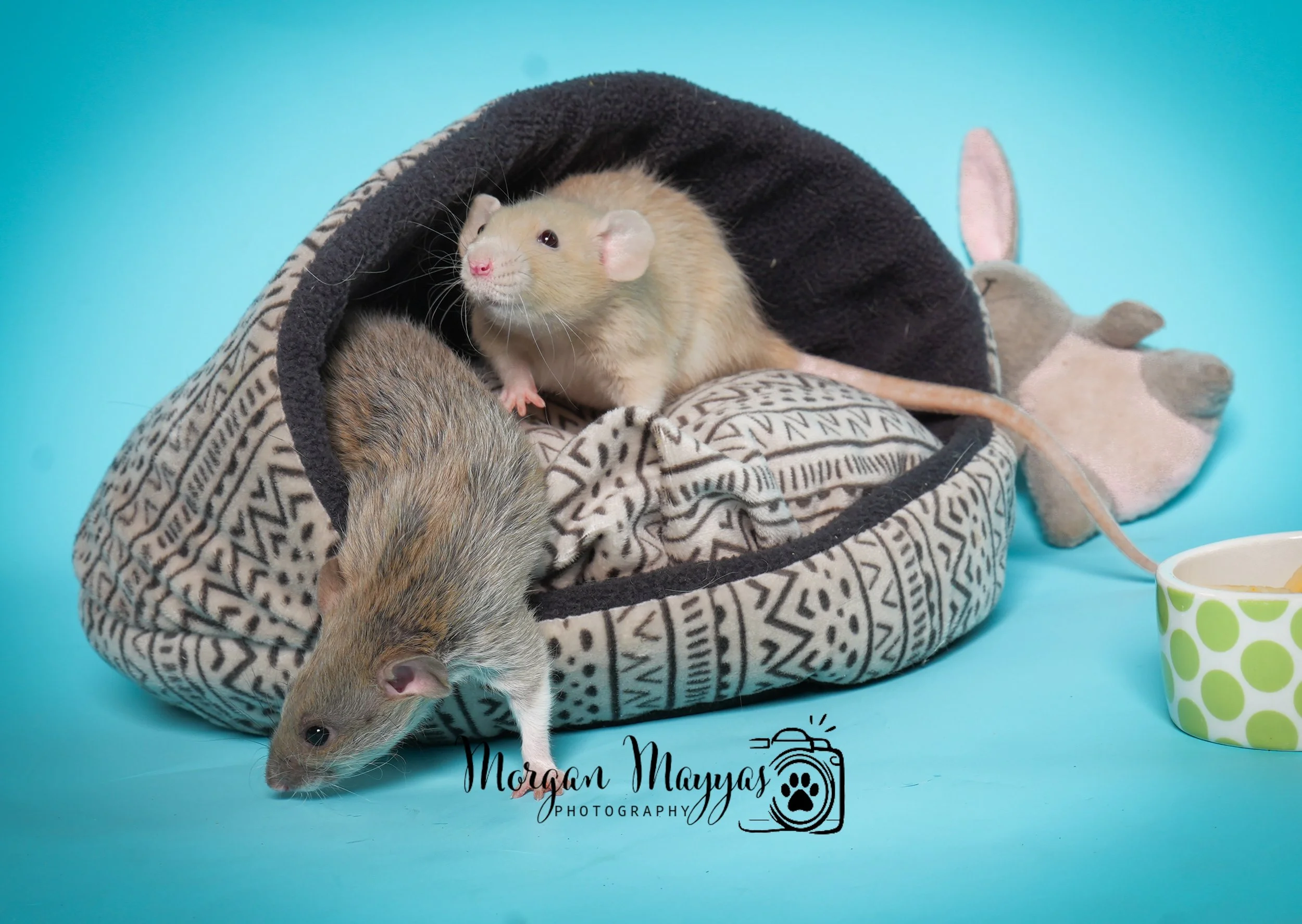 Watermark Rats-02.jpg