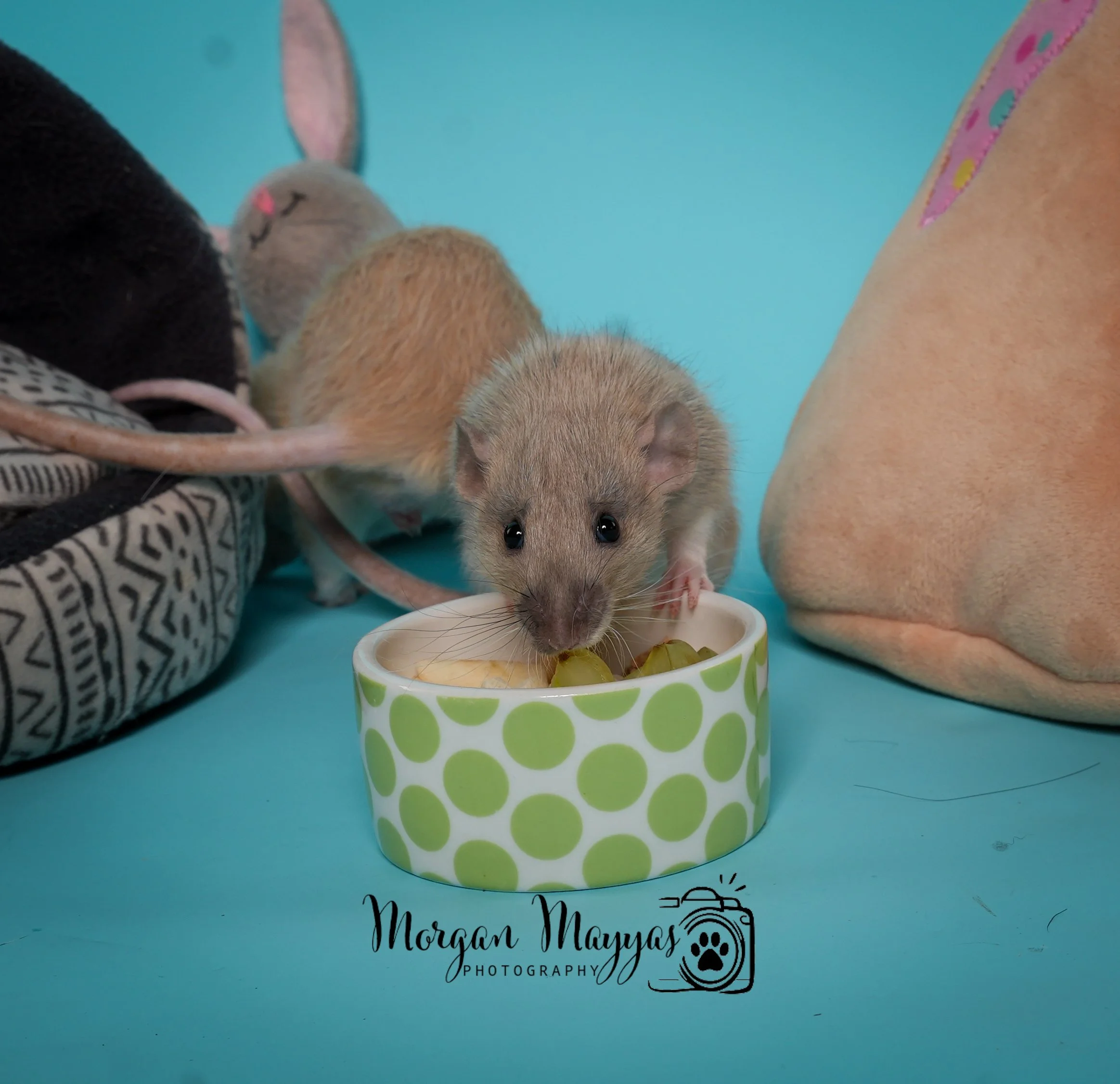 Watermark Rats-04.jpg