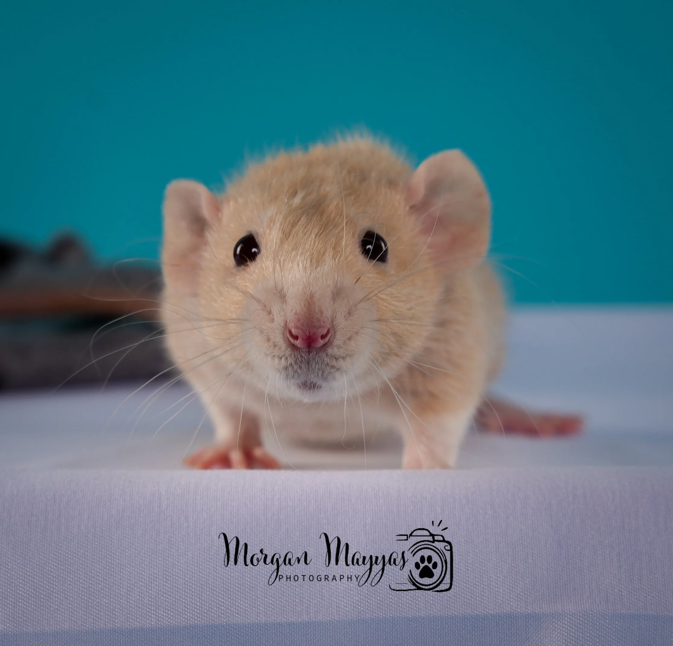 Watermark Rats-13.jpg