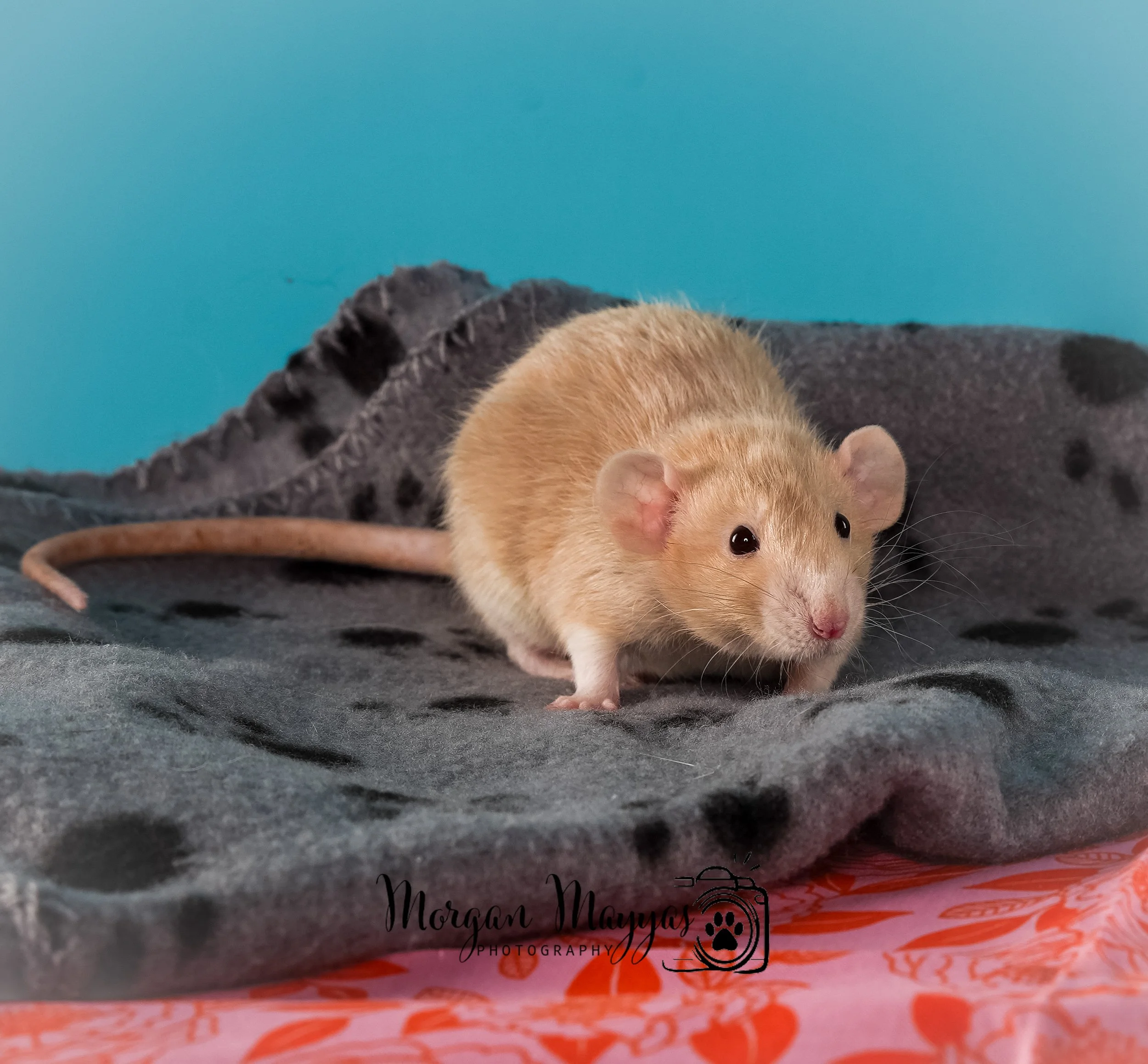 Watermark Rats-07.jpg