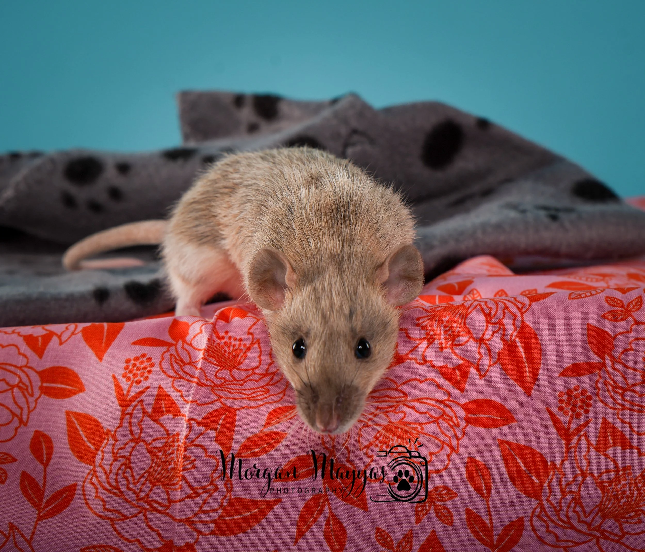 Watermark Rats-09.jpg