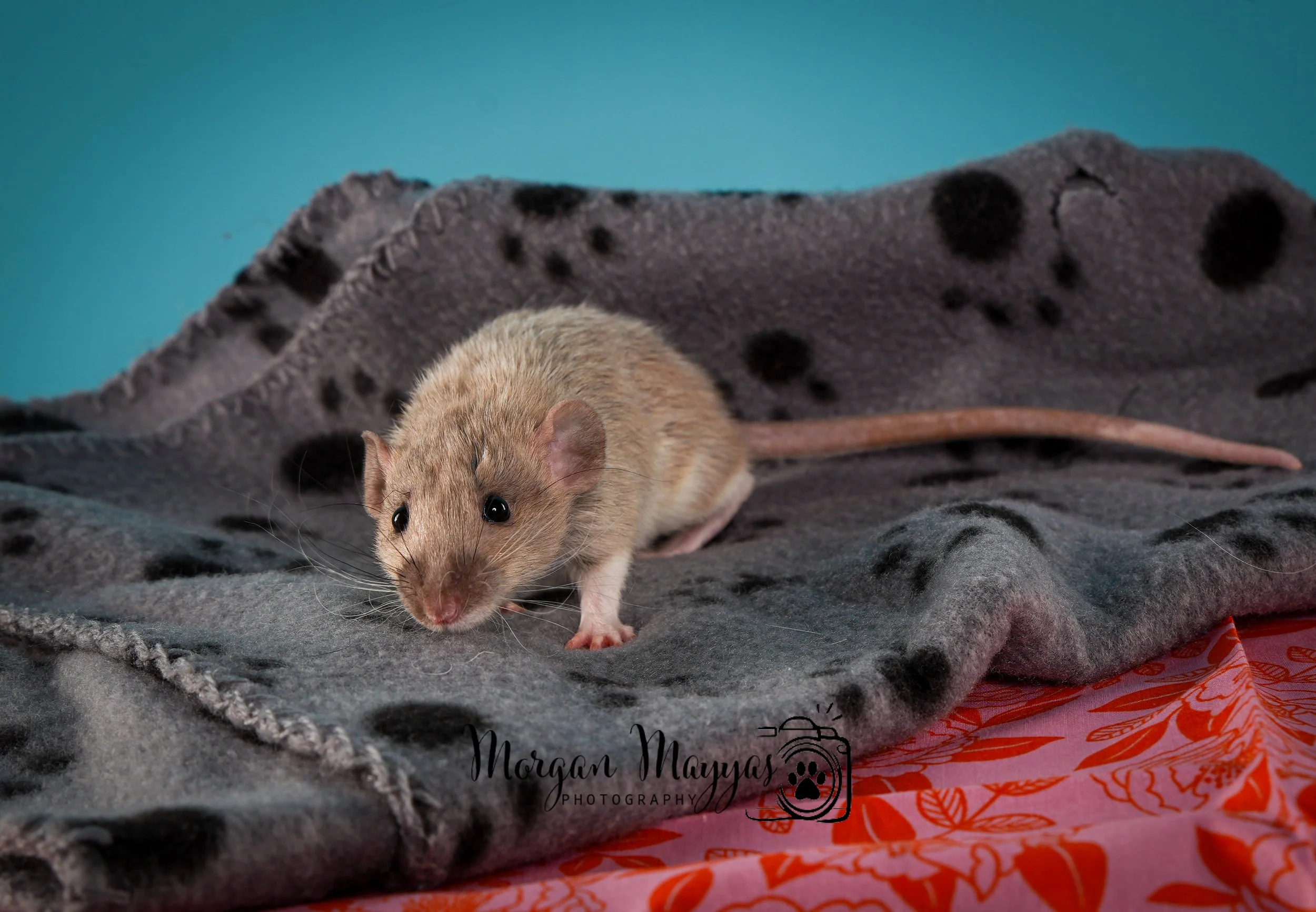 Watermark Rats-08.jpg