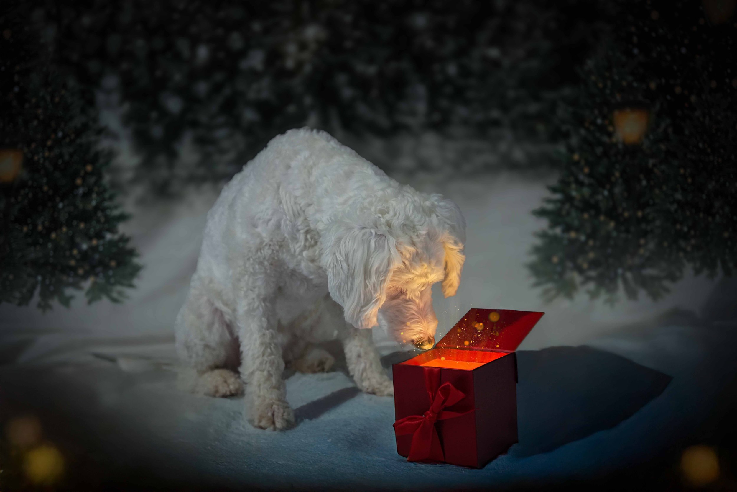 Luna Christmas Box.jpg