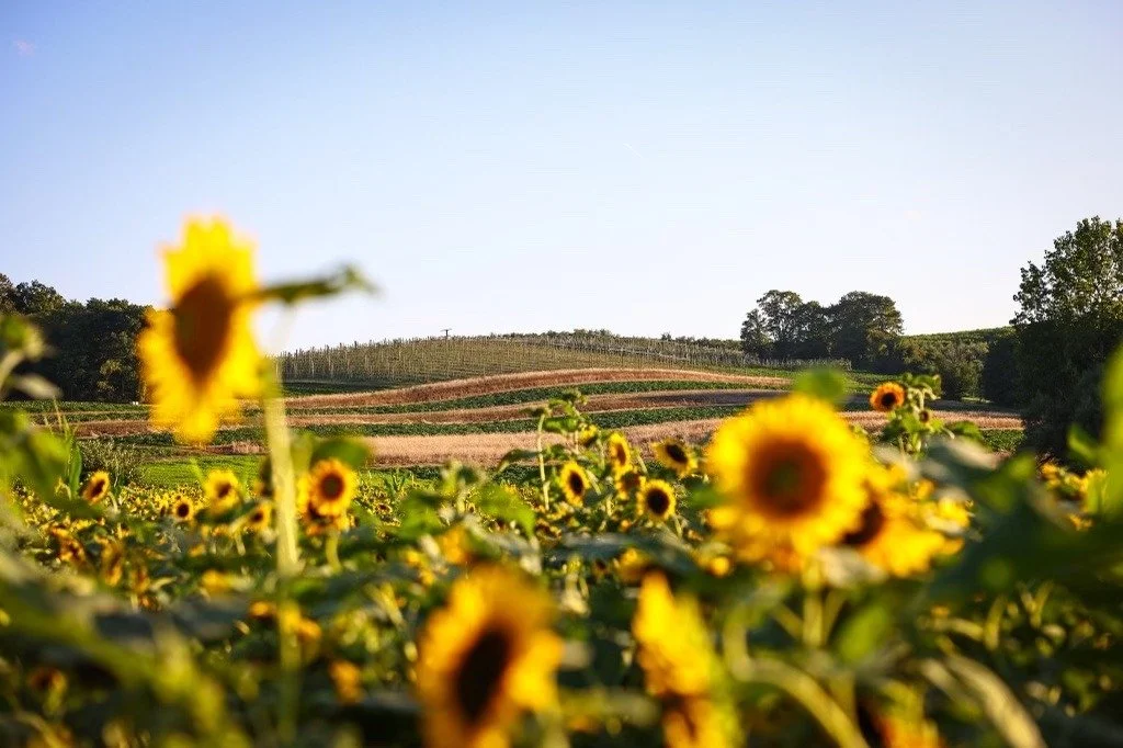 Lyman Orchards- Durham, CT