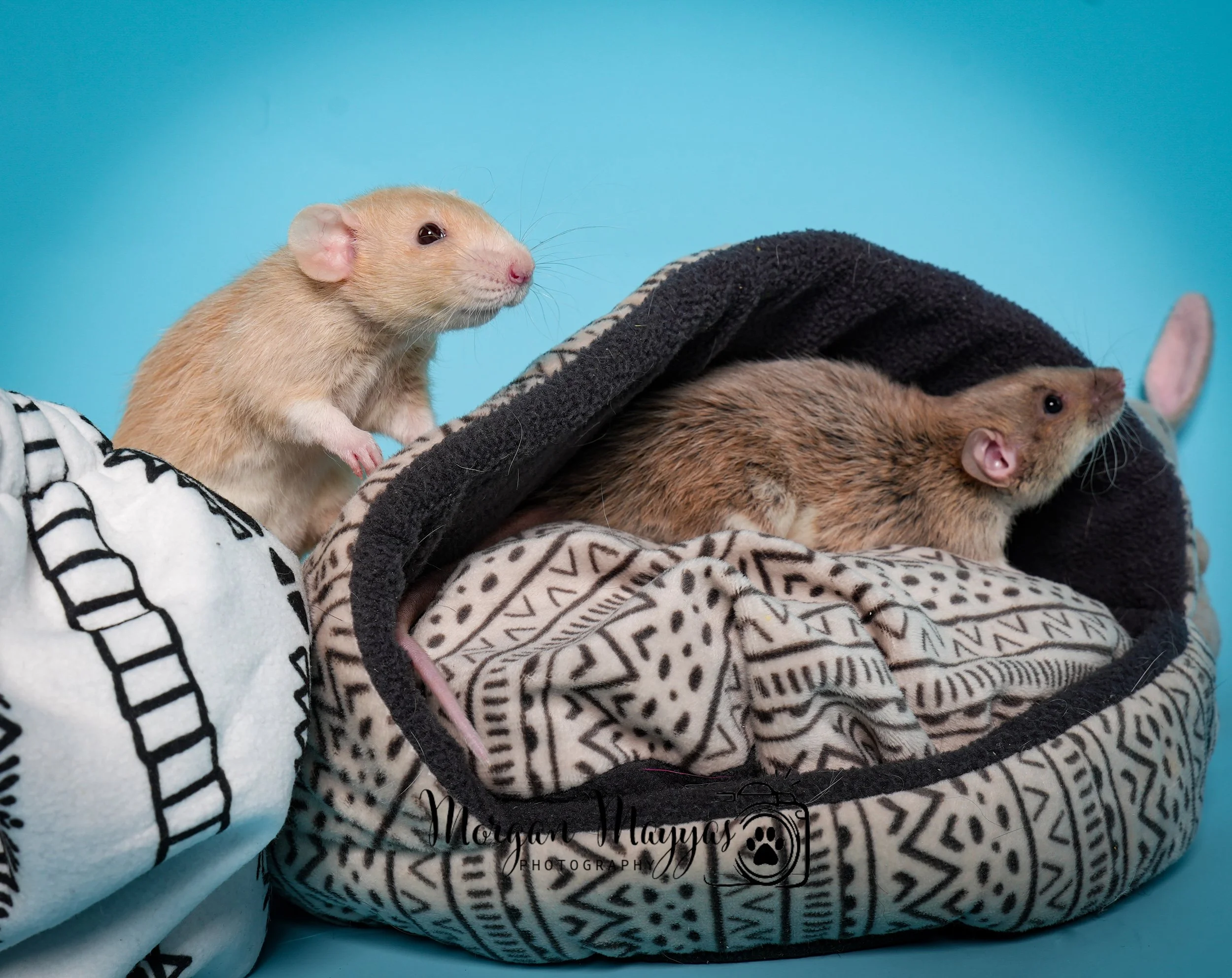 Watermark Rats-06.jpg