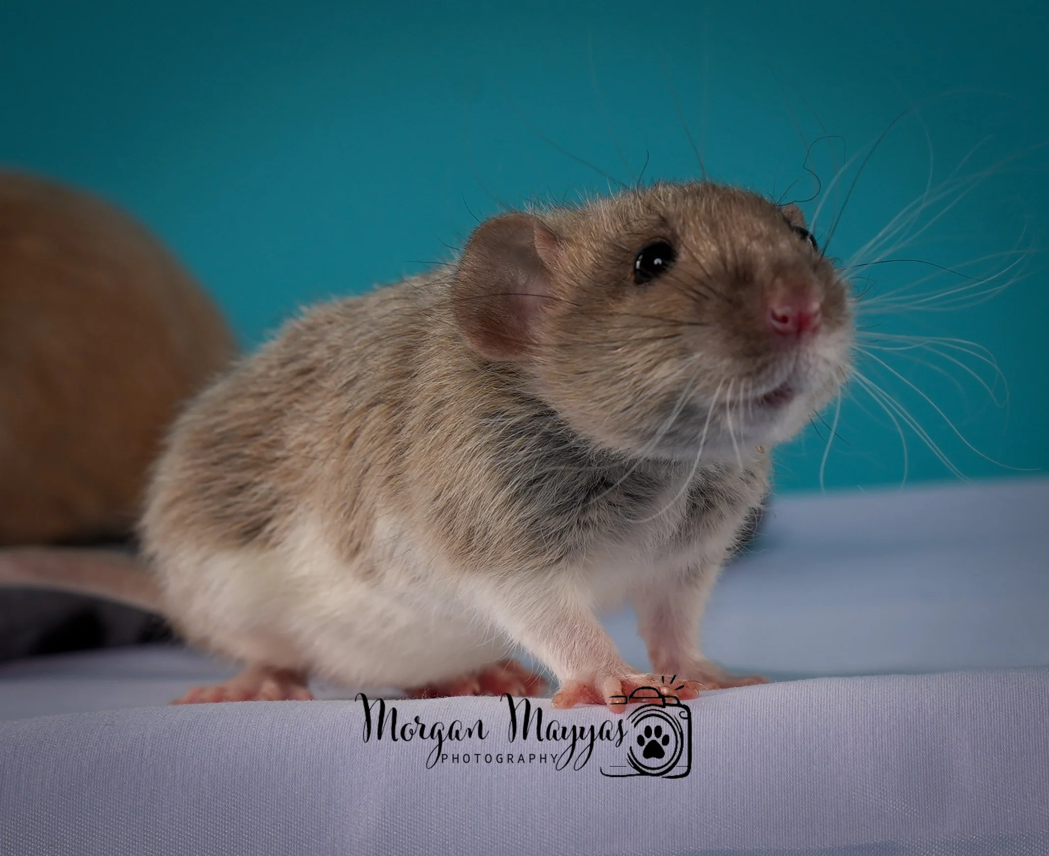 Watermark Rats-14.jpg