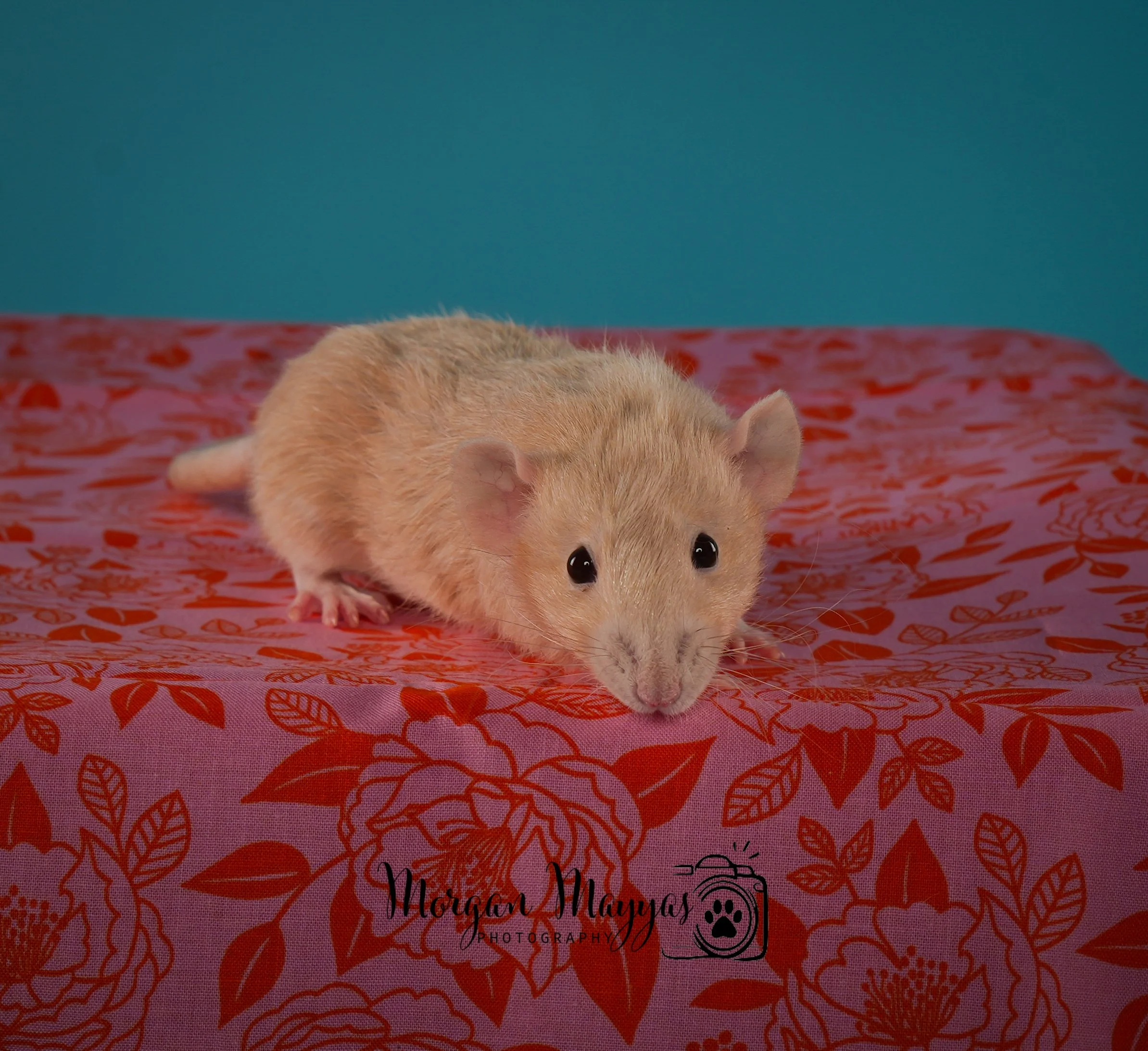 Watermark Rats-12.jpg