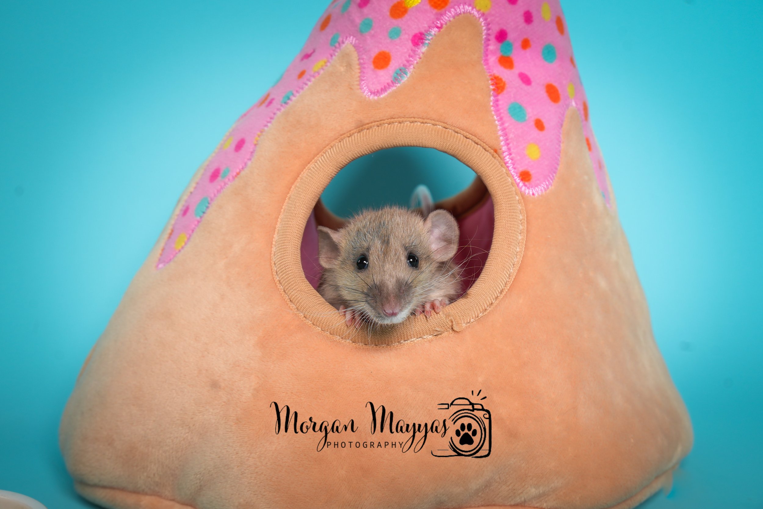 Watermark Rats-01.jpg