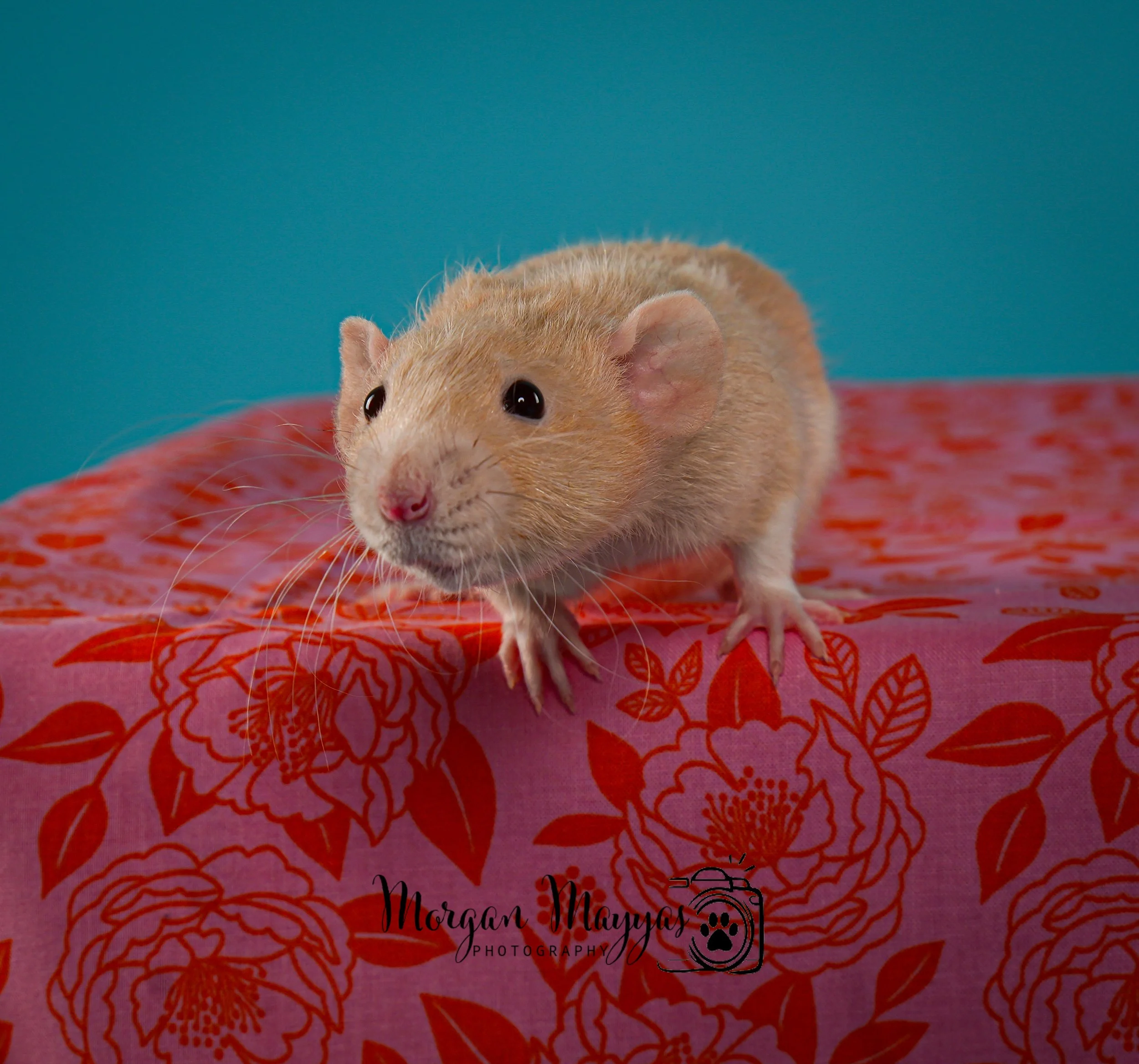 Watermark Rats-10.jpg