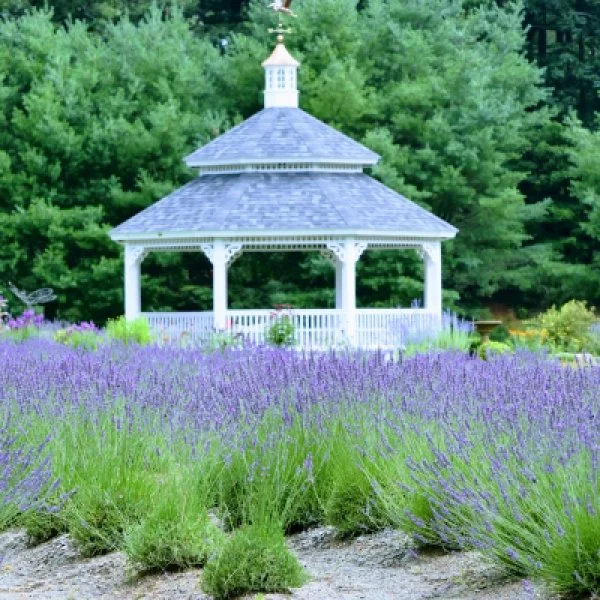 Lavender Pond Farm- Killingworth, CT