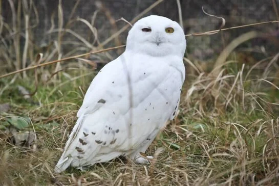 7 fun things you can do around (or in) Lake Ontario this winter