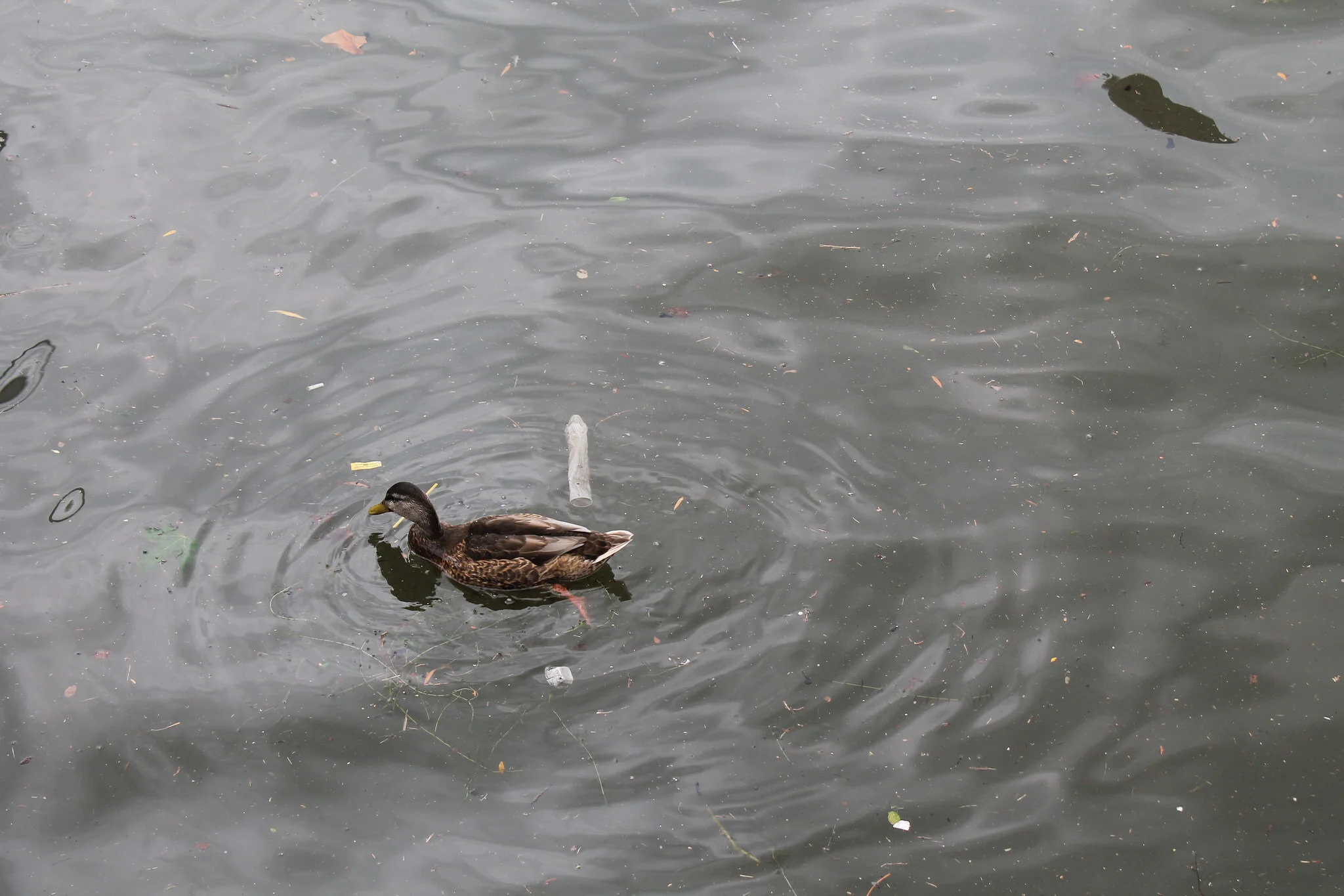 When I see sewage pollution: A plea to all who love the lake