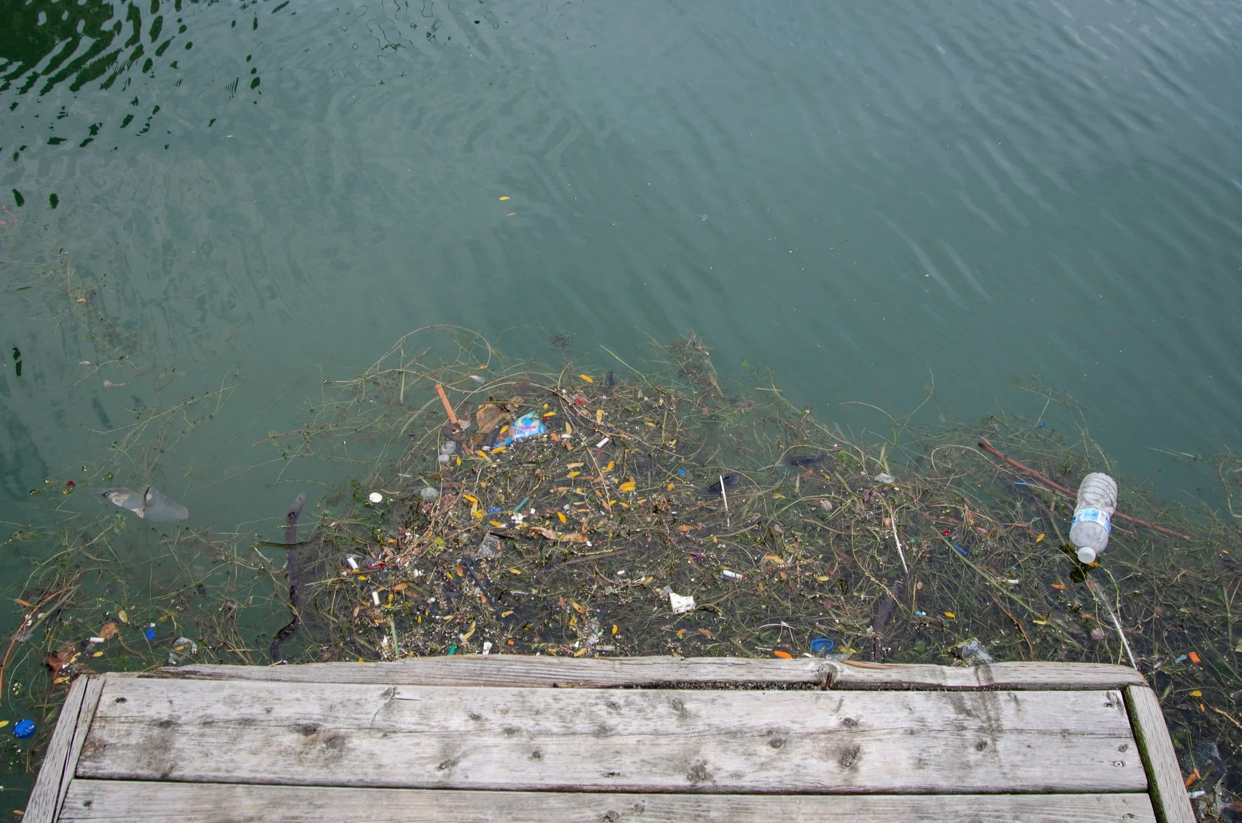 Letter to City of Toronto requesting sewage spill cleanup - August 2018