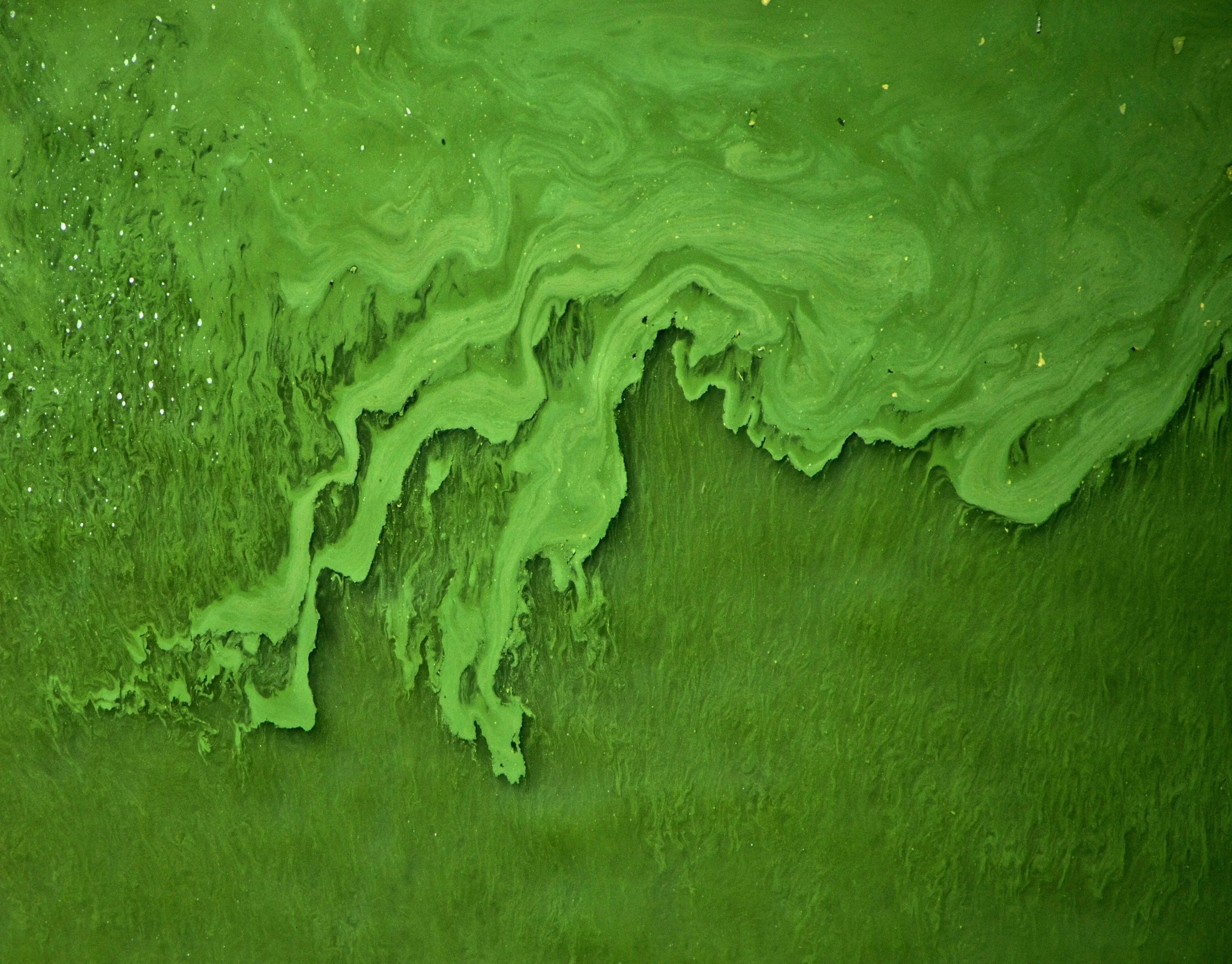 All About Algae