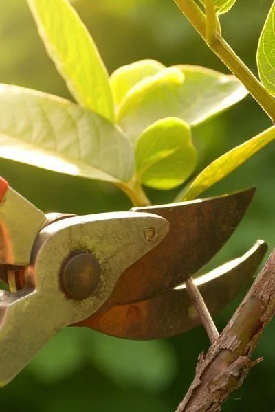 When Growing Requires Pruning