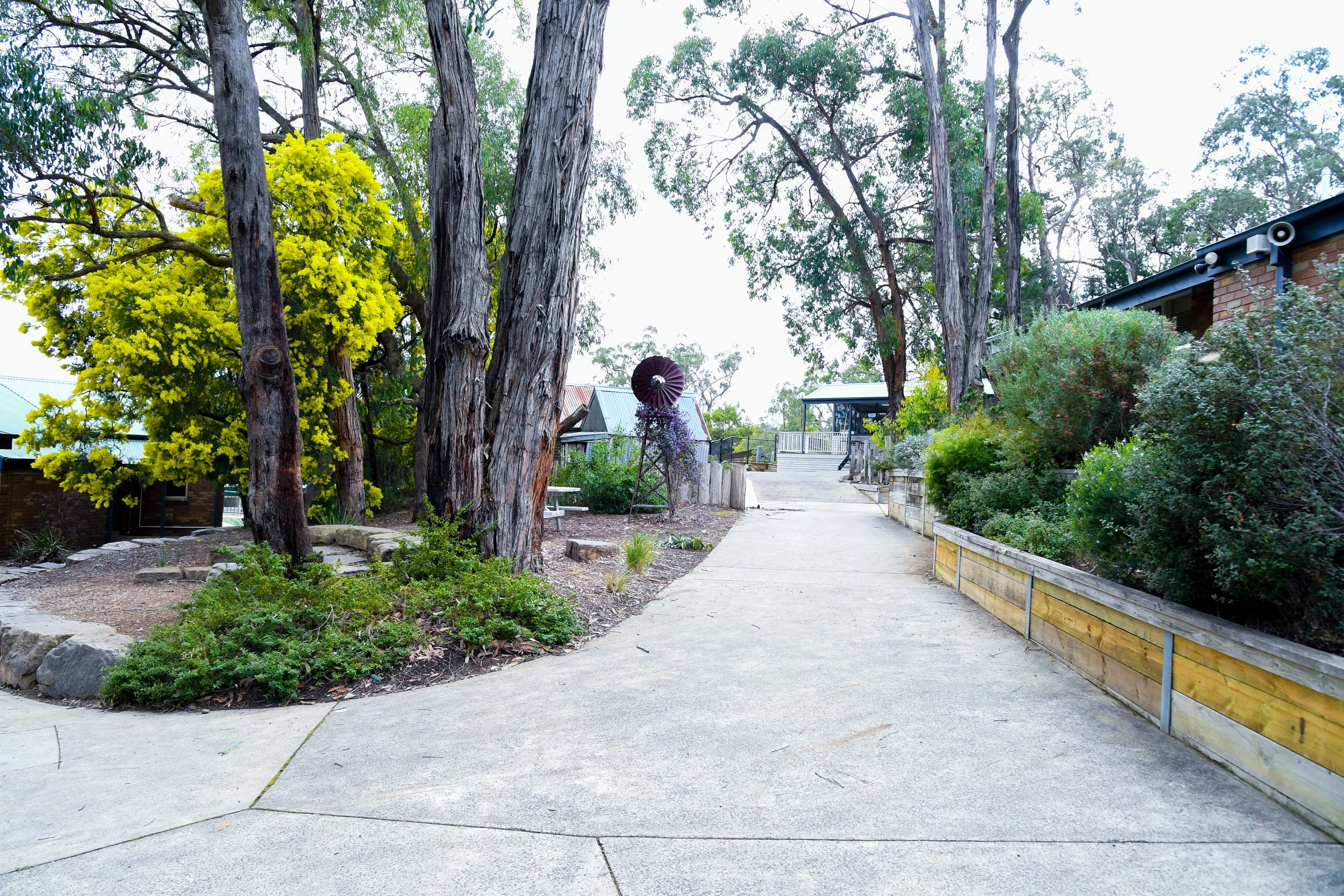 Concrete pathway to classroom with native gum trees and wattle trees on either side of the path
