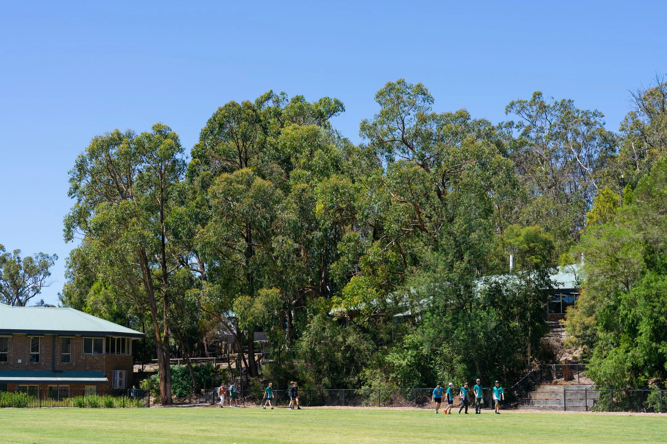 School oval with large green trees lining the perimeter of the oval