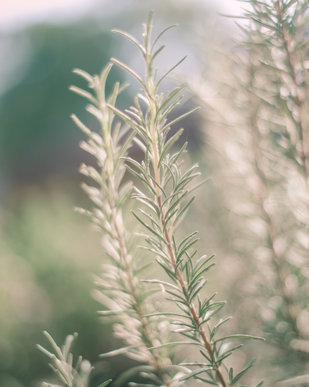 Rosemary.png