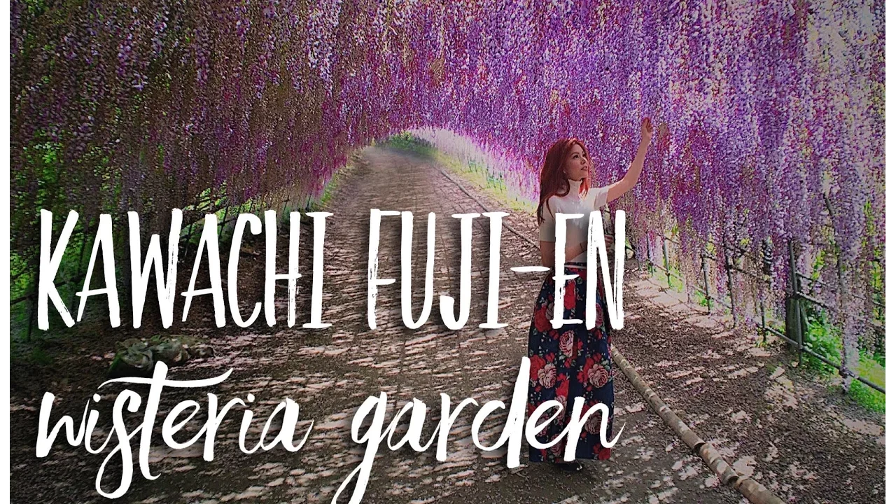 Falling in Love: Kawachi Fuji-en Wisteria Garden
