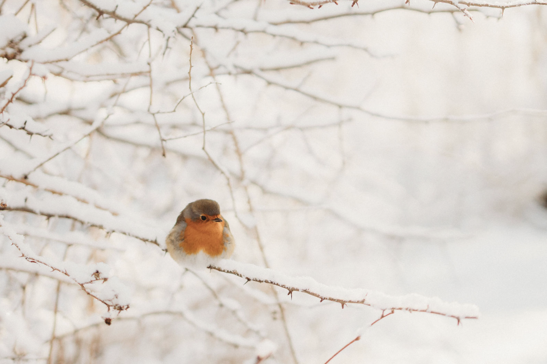 Winter NC500 in photos. 