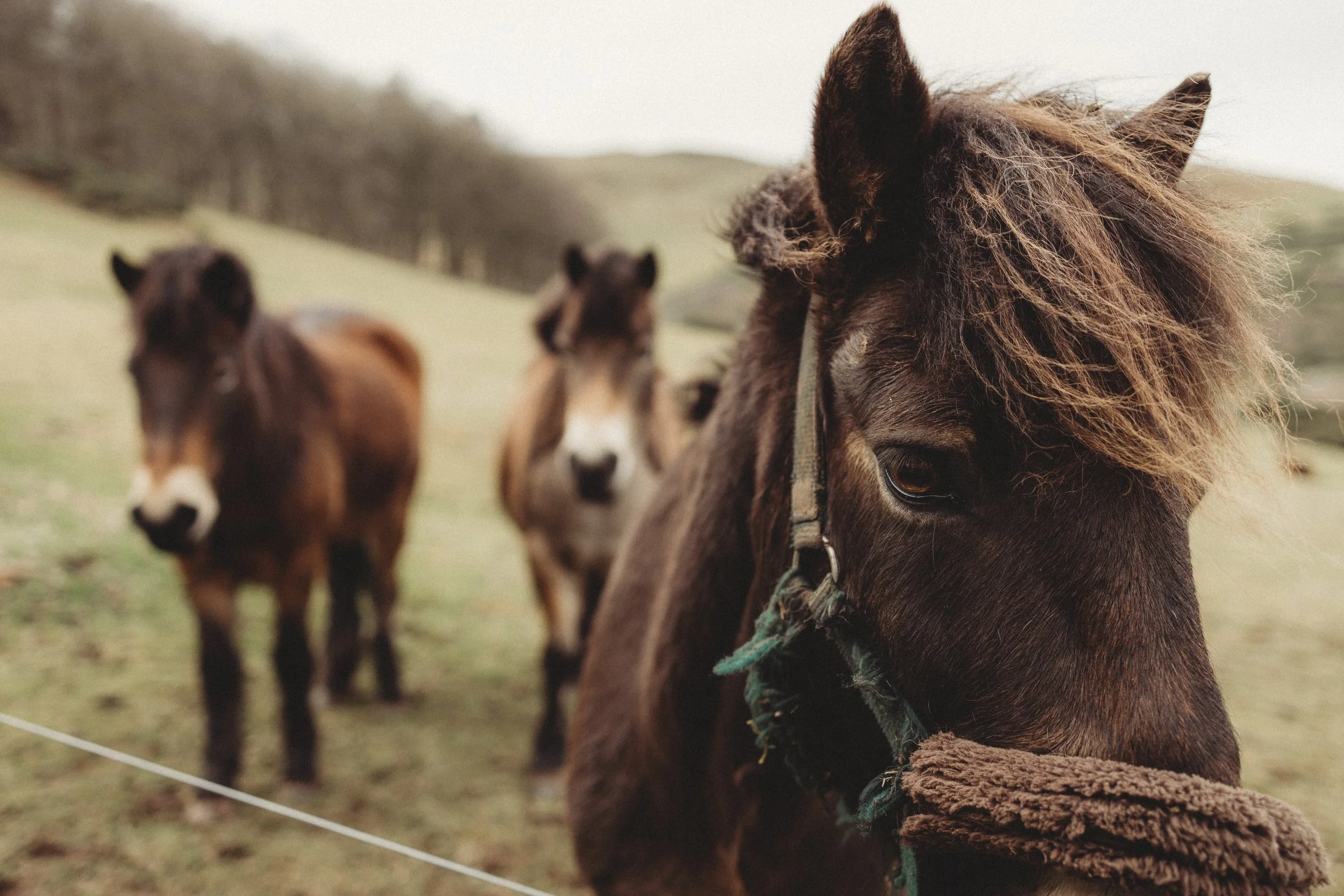 Close-up of a brown pony with a fluffy mane, standing in a grassy field with two other ponies in the background.